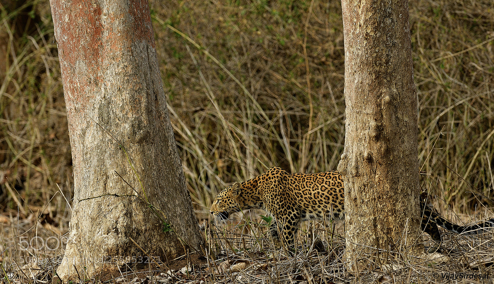 Nikon D500 sample photo. Leopard - (panthera pardus) photography