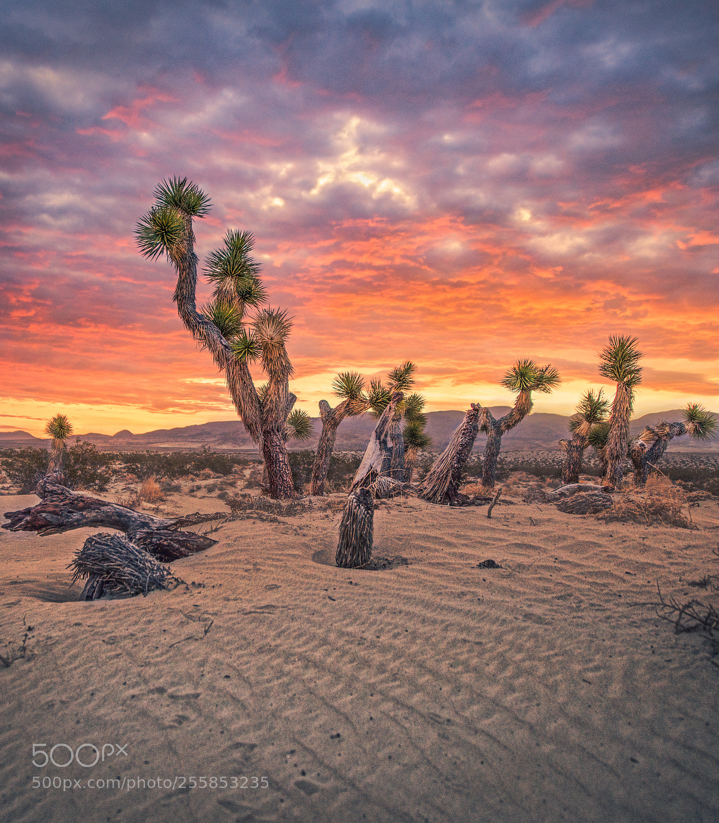 Nikon D850 sample photo. Joshua tree 2 photography