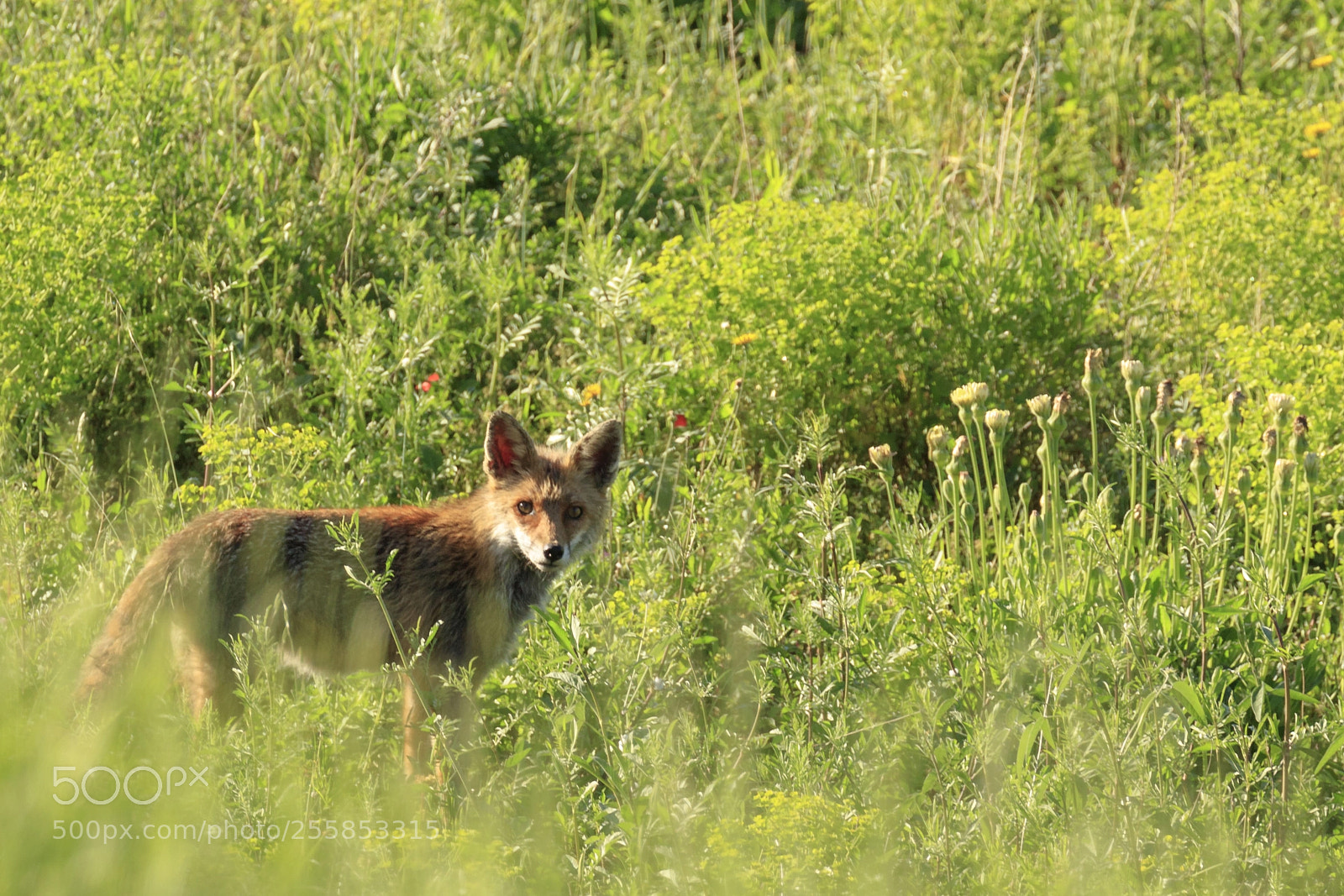 Canon EOS 5DS sample photo. Morning fox photography