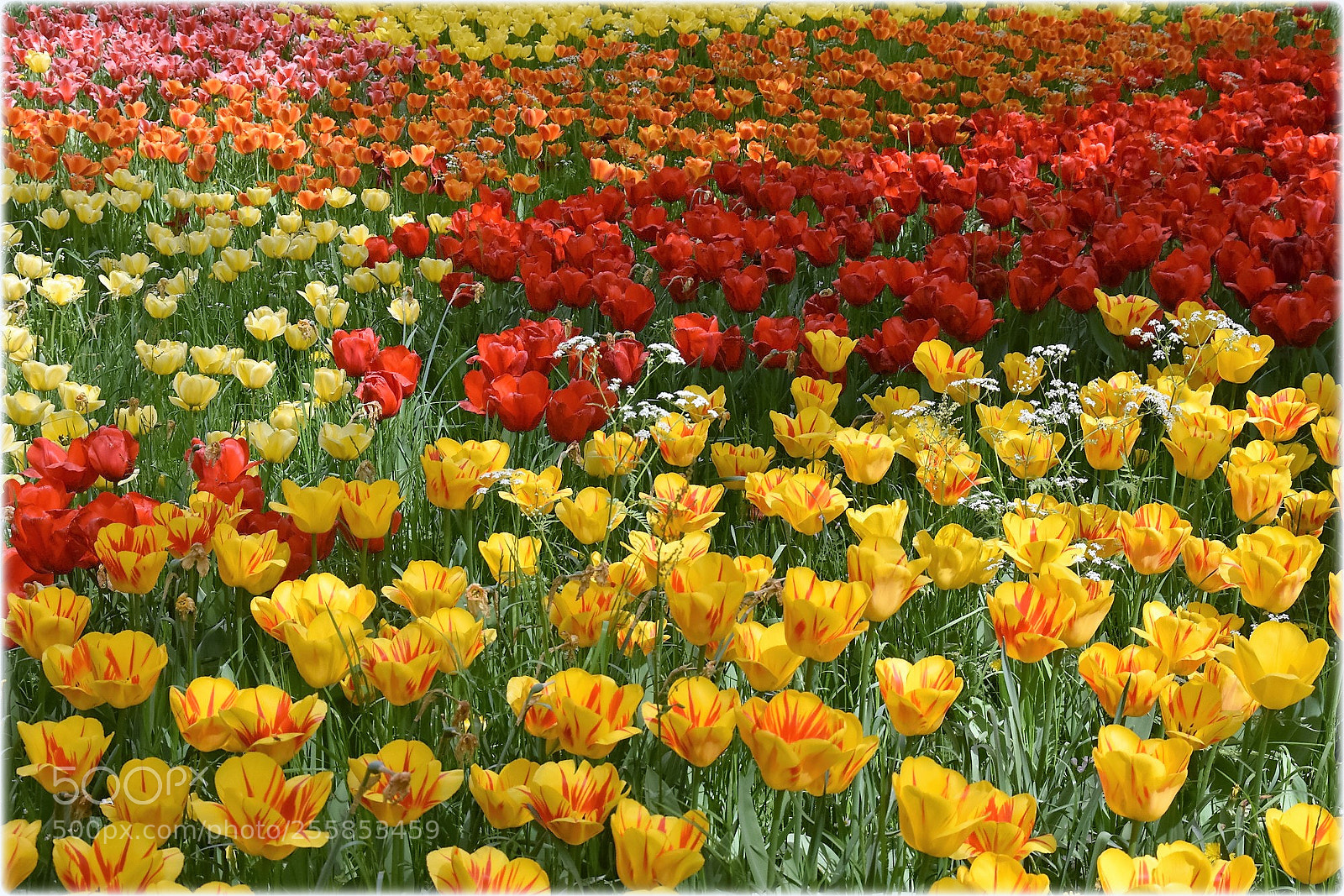 Nikon D7200 sample photo. ""*the power of flowerpower"" photography