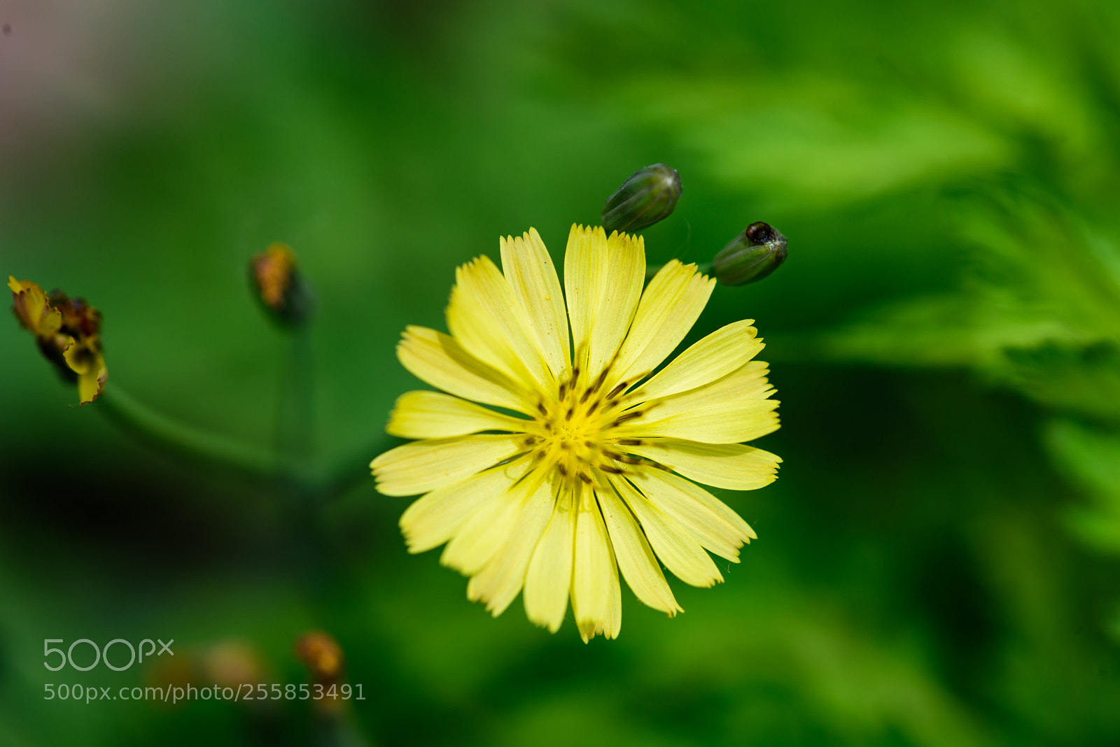 Nikon D810 sample photo. Flower photography