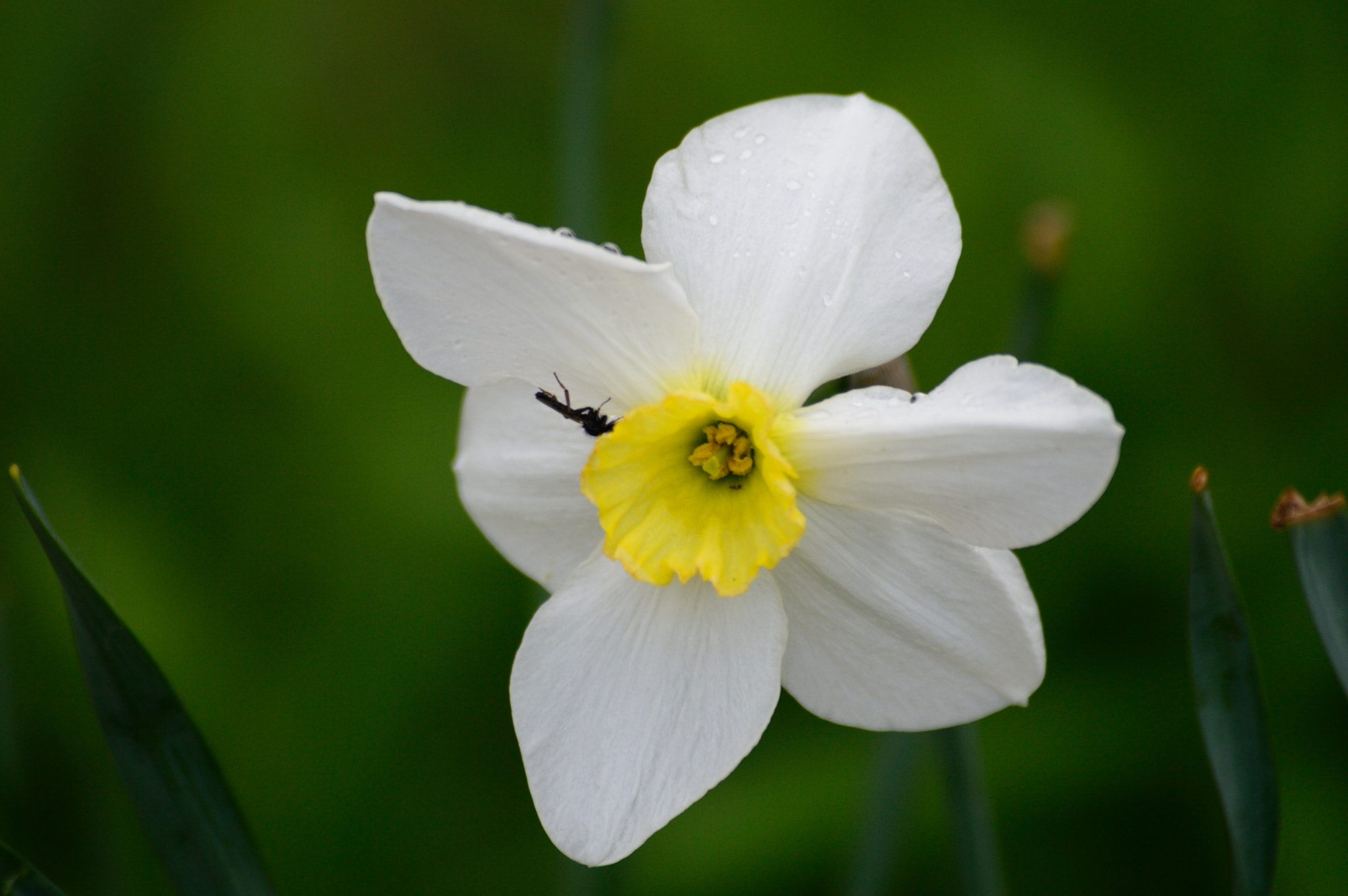 Nikon D3200 sample photo. White and yellow photography