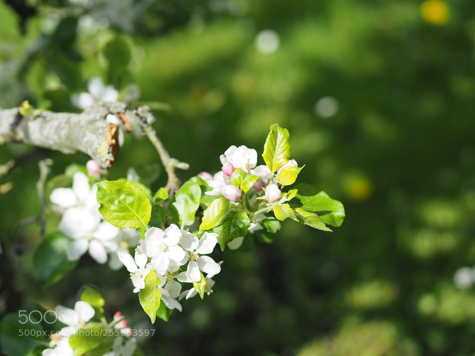 Olympus PEN-F sample photo. Spring flowers photography