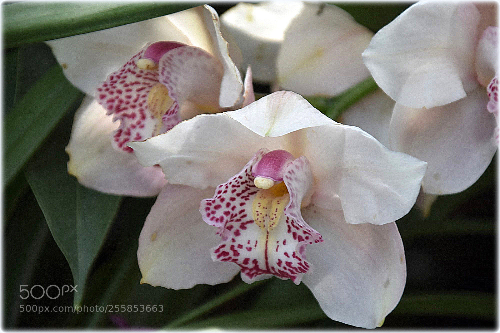 Nikon D7200 sample photo. ""orchid"" photography