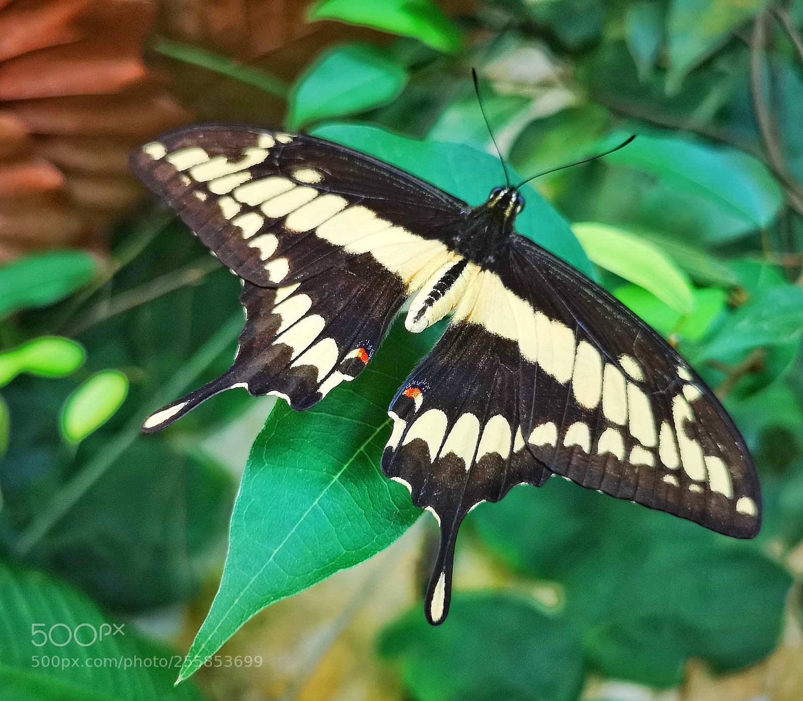 HUAWEI CLT-L29 sample photo. Butterfly photography