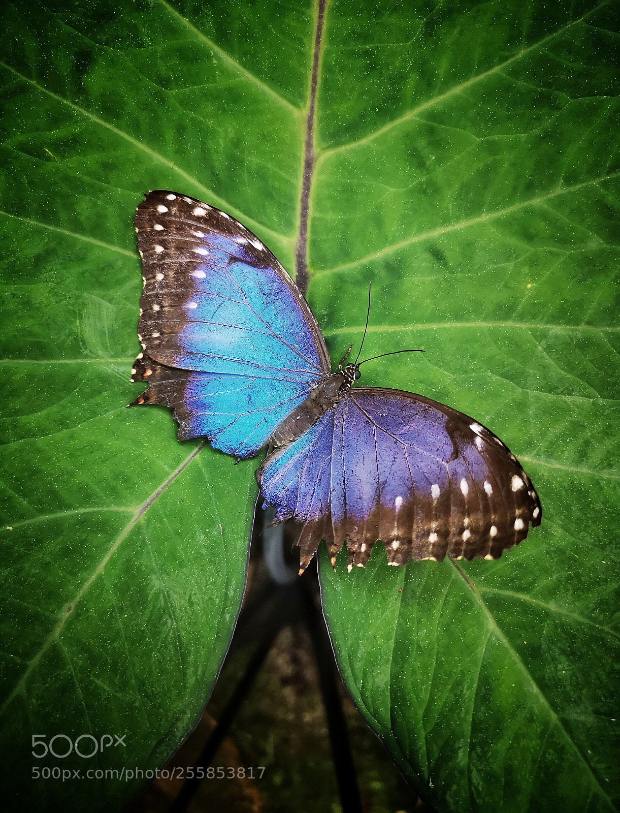 HUAWEI CLT-L29 sample photo. Butterfly photography