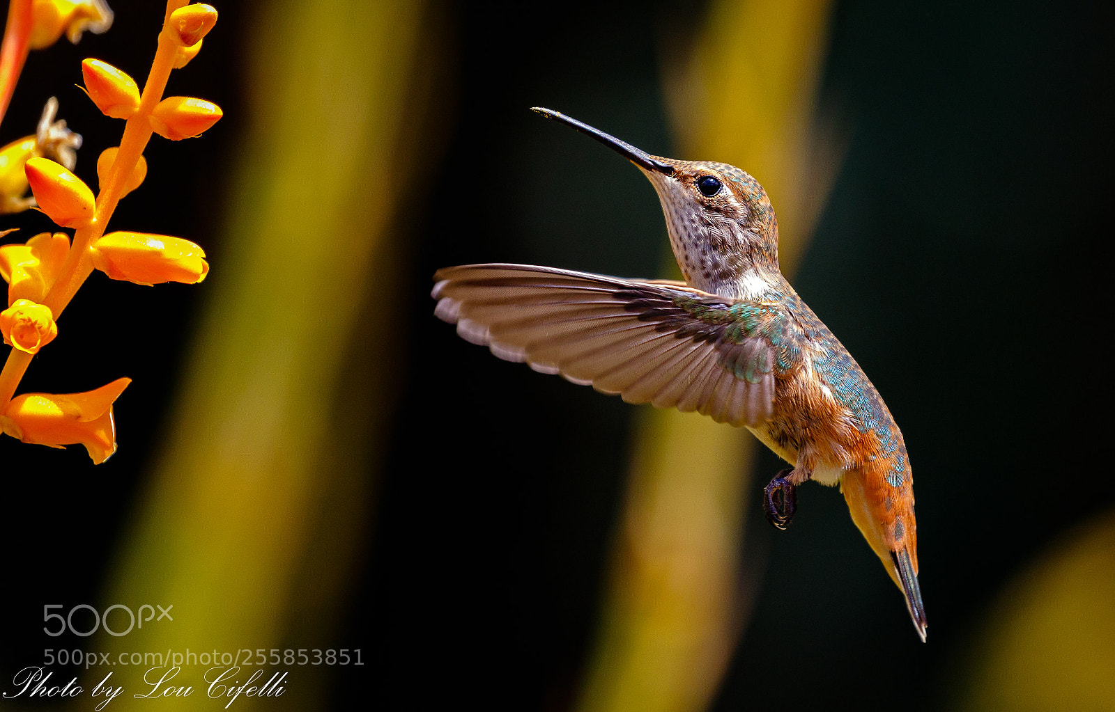 Canon EOS 7D Mark II sample photo. Hummingbird2421 photography