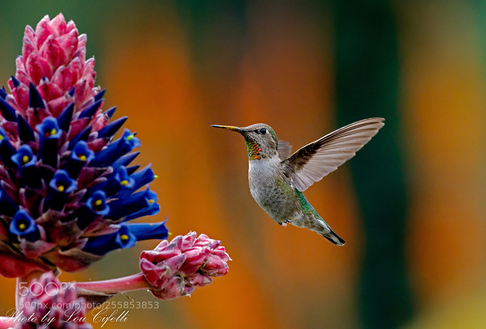 Canon EOS 7D Mark II sample photo. Hummingbird2312 photography
