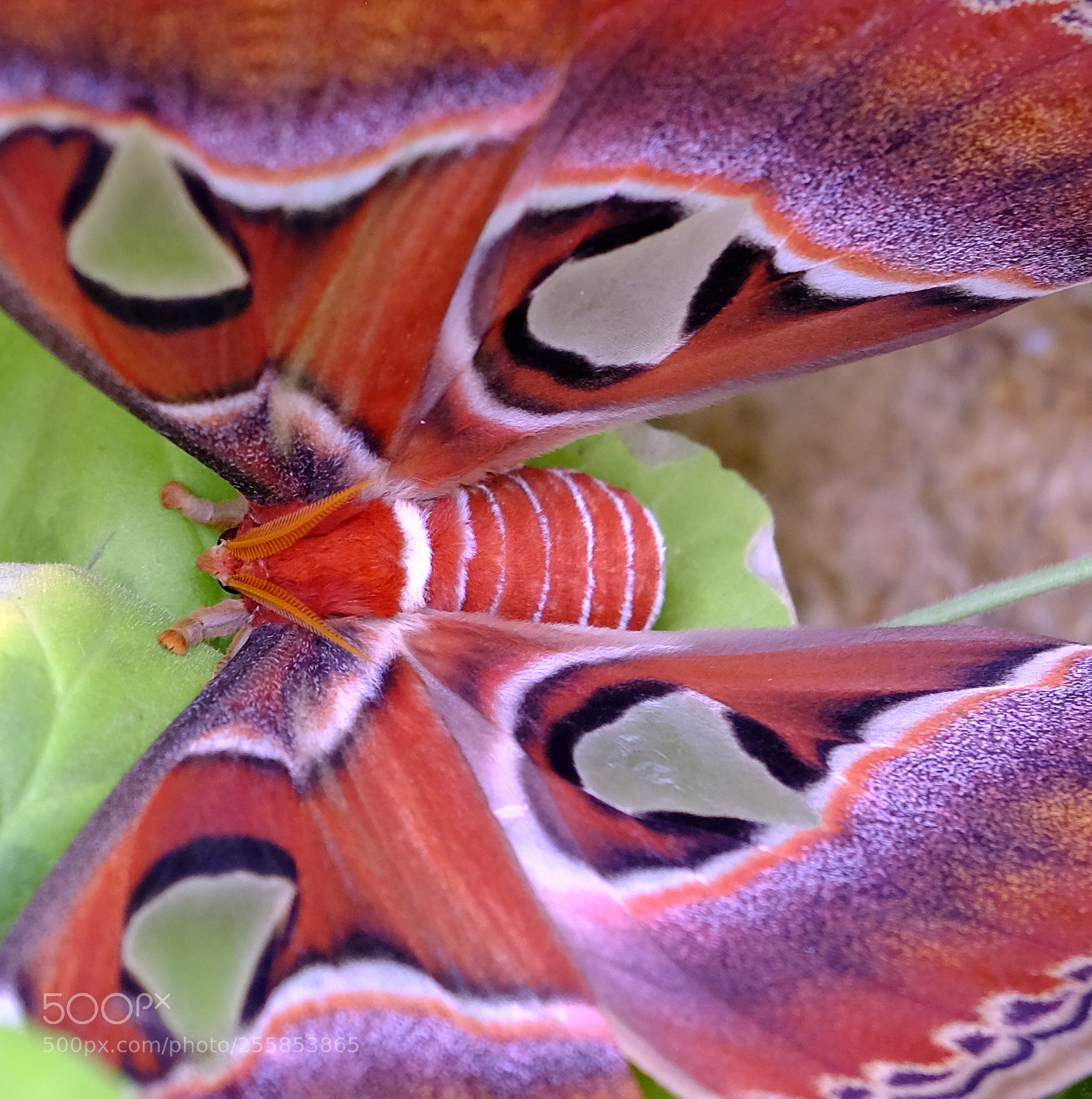 Fujifilm X-H1 sample photo. Amazing colors & patterns photography