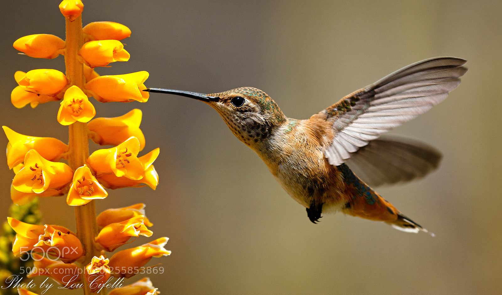 Canon EOS 7D Mark II sample photo. Hummingbird2438 photography