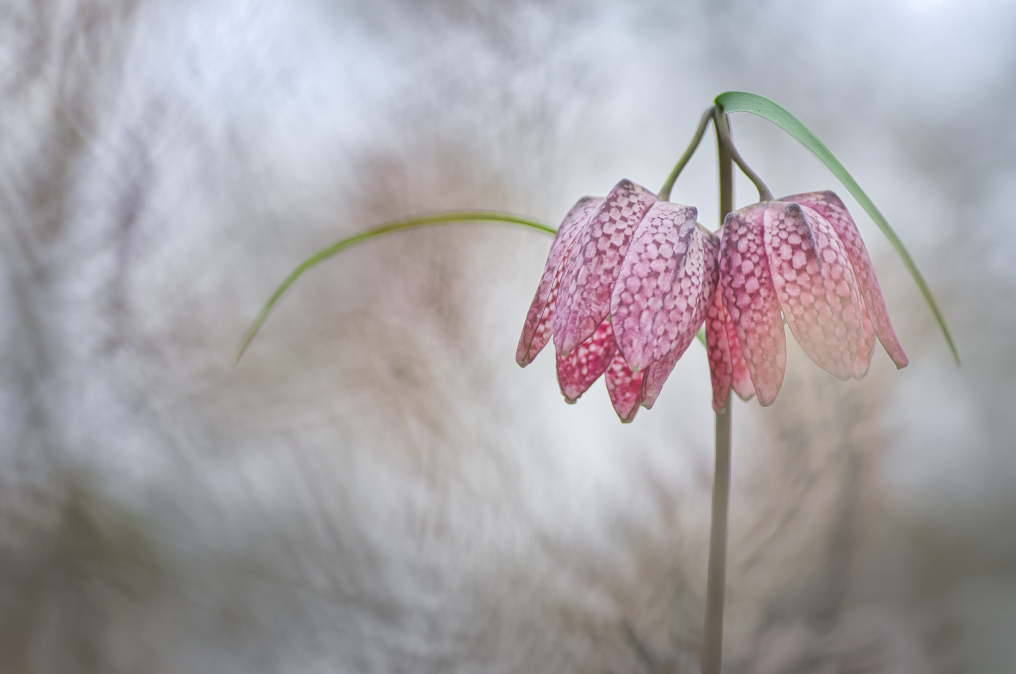 Pentax K-5 + Tamron SP AF 90mm F2.8 Di Macro sample photo. Twins photography