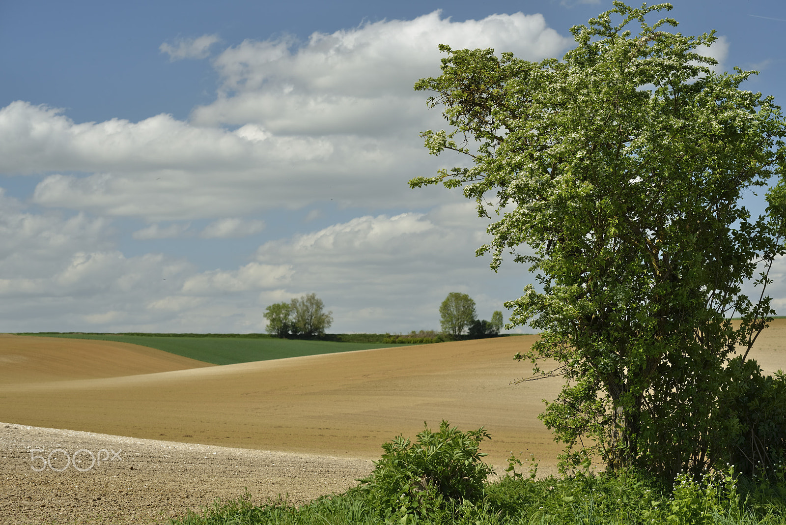 Nikon D800E sample photo. Crossing / croisement photography