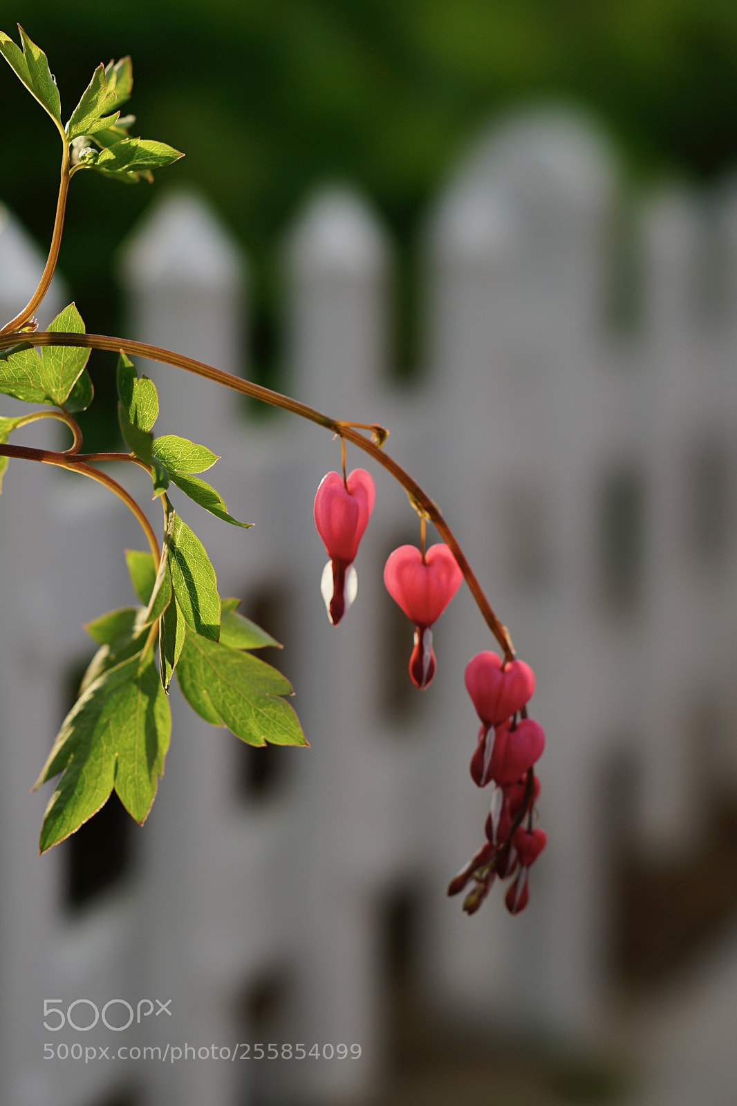 Sony a7 II sample photo. 剔透荷包 photography