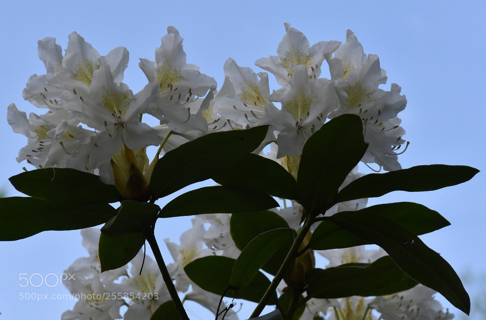 Nikon D7200 sample photo. "skylight" photography