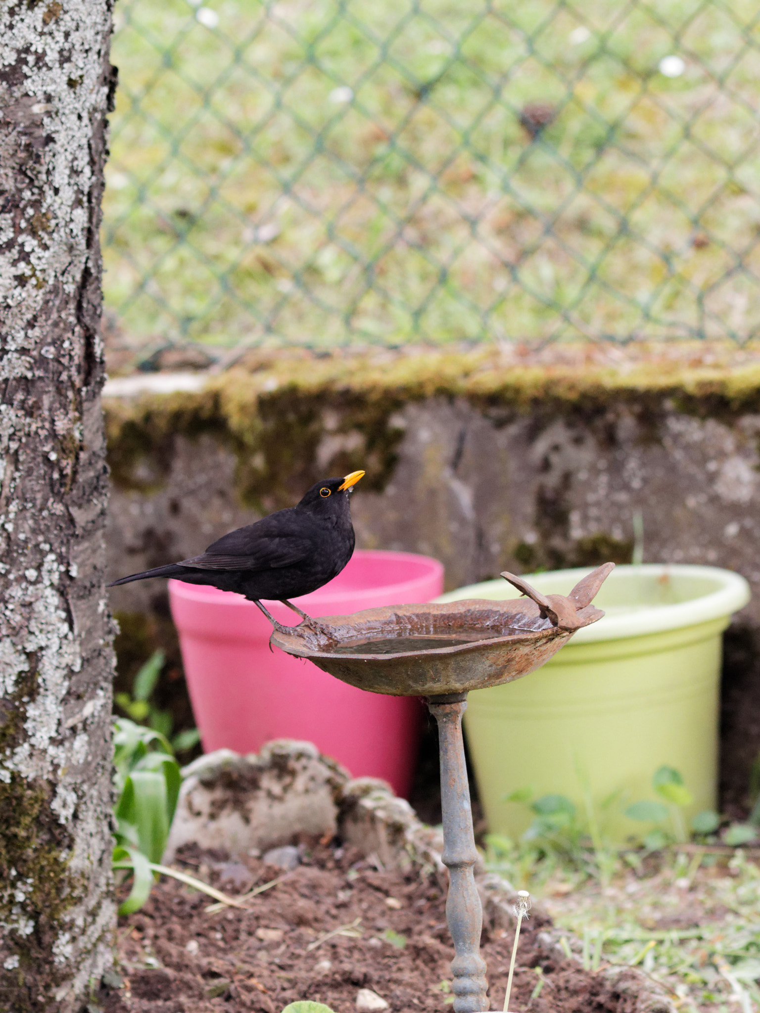 Canon EOS 700D (EOS Rebel T5i / EOS Kiss X7i) + Canon EF 200mm F2.8L II USM sample photo. Merle à l'abreuvoir photography