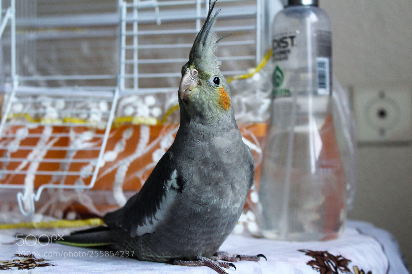 Canon EOS 1200D (EOS Rebel T5 / EOS Kiss X70 / EOS Hi) sample photo. Sultan s parrot cocktail photography