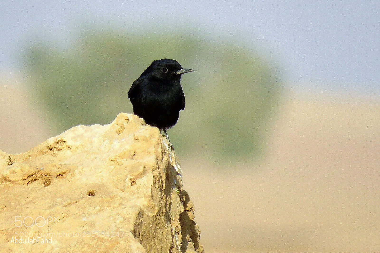 Canon PowerShot SX60 HS sample photo. Pied stonechat photography