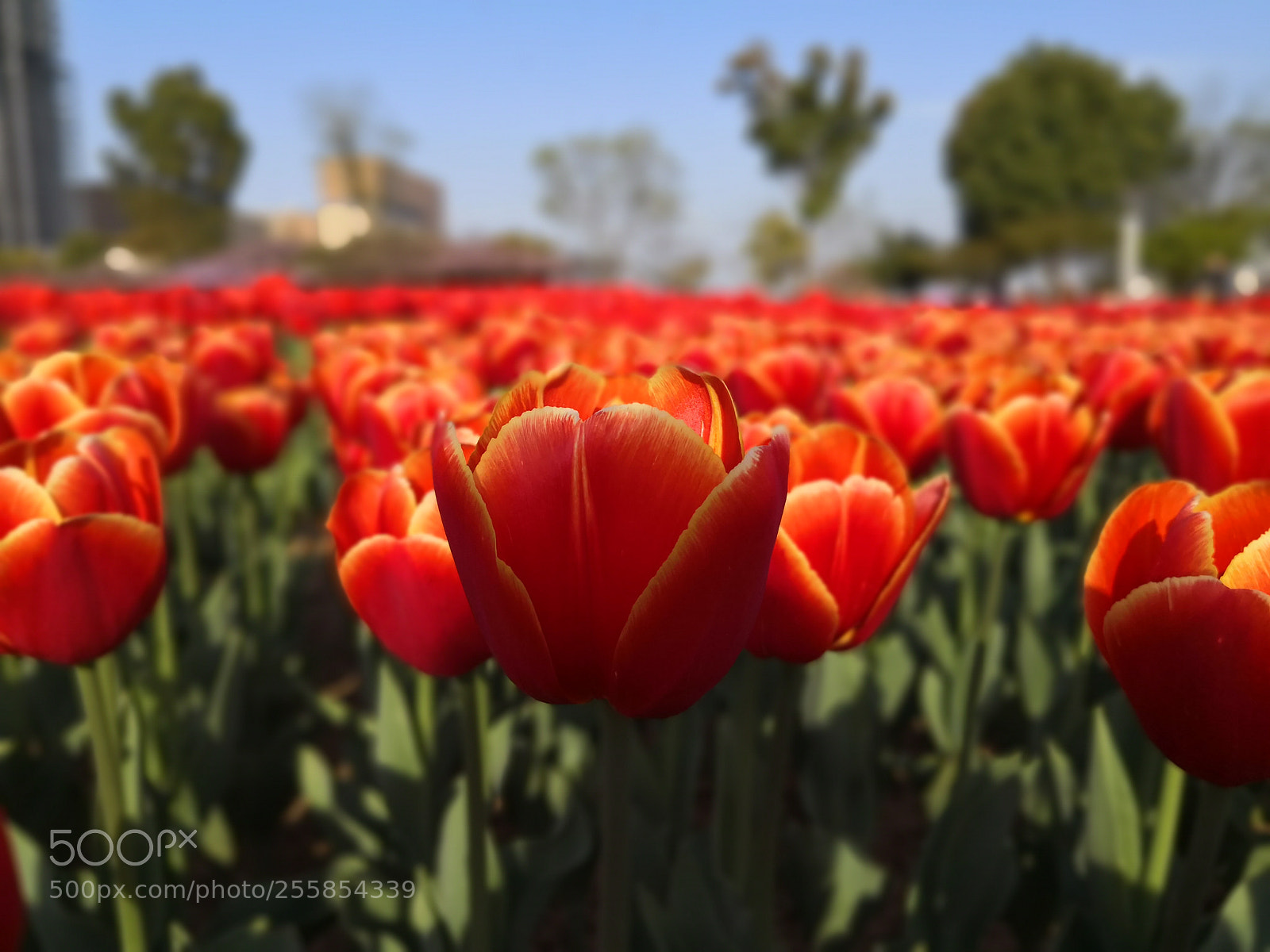 HUAWEI Mate 10 Pro sample photo. Tulip photography