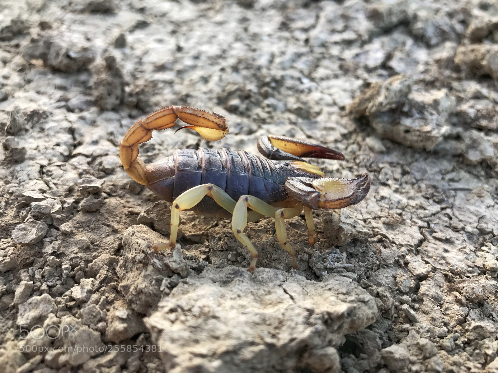 Apple iPhone 7 Plus sample photo. Karoo burrower scorpion 20180428 photography