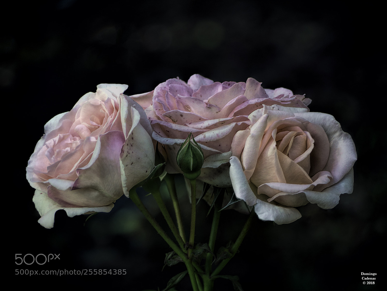 Olympus OM-D E-M10 II sample photo. Rosas photography