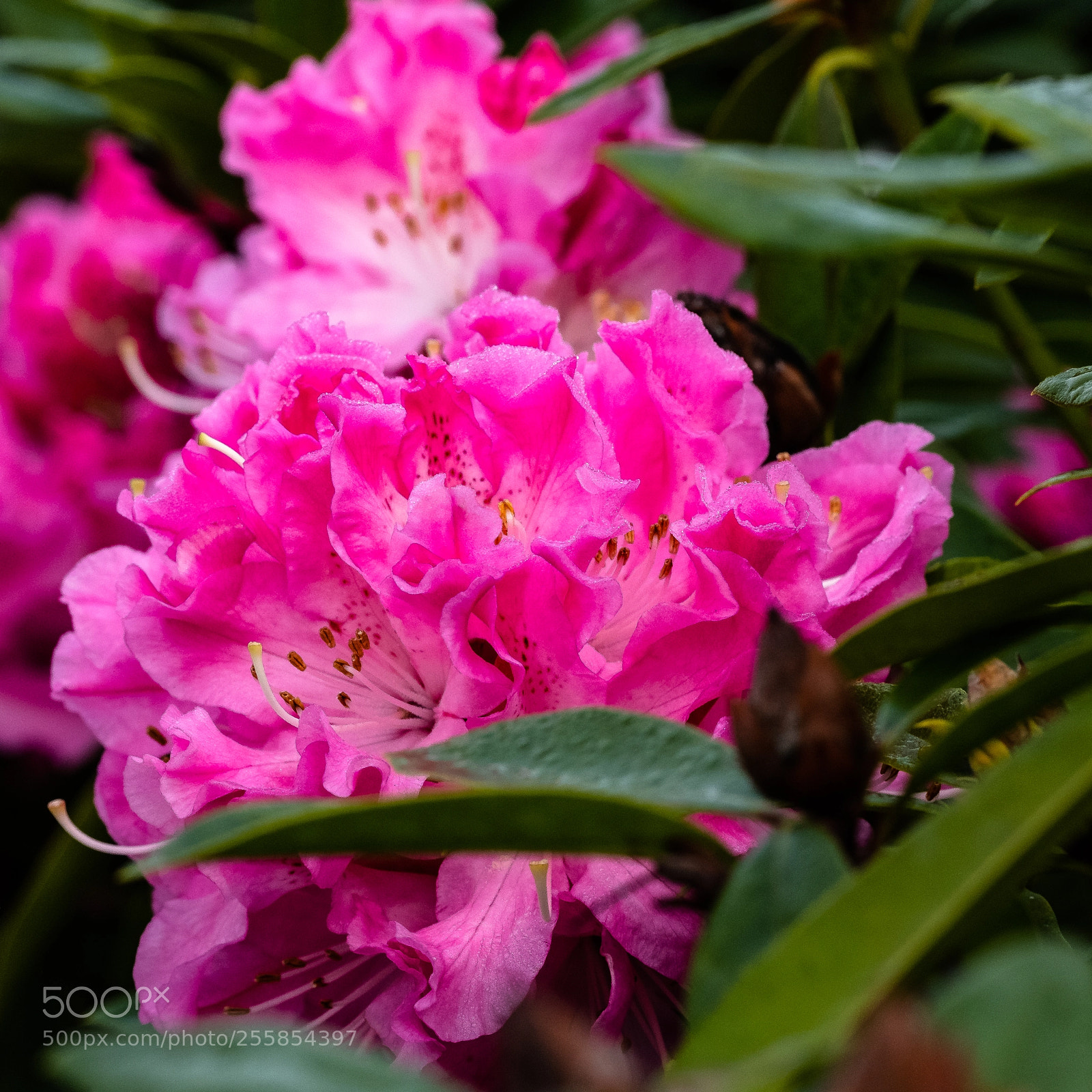 Fujifilm X-T2 sample photo. Spring time photography