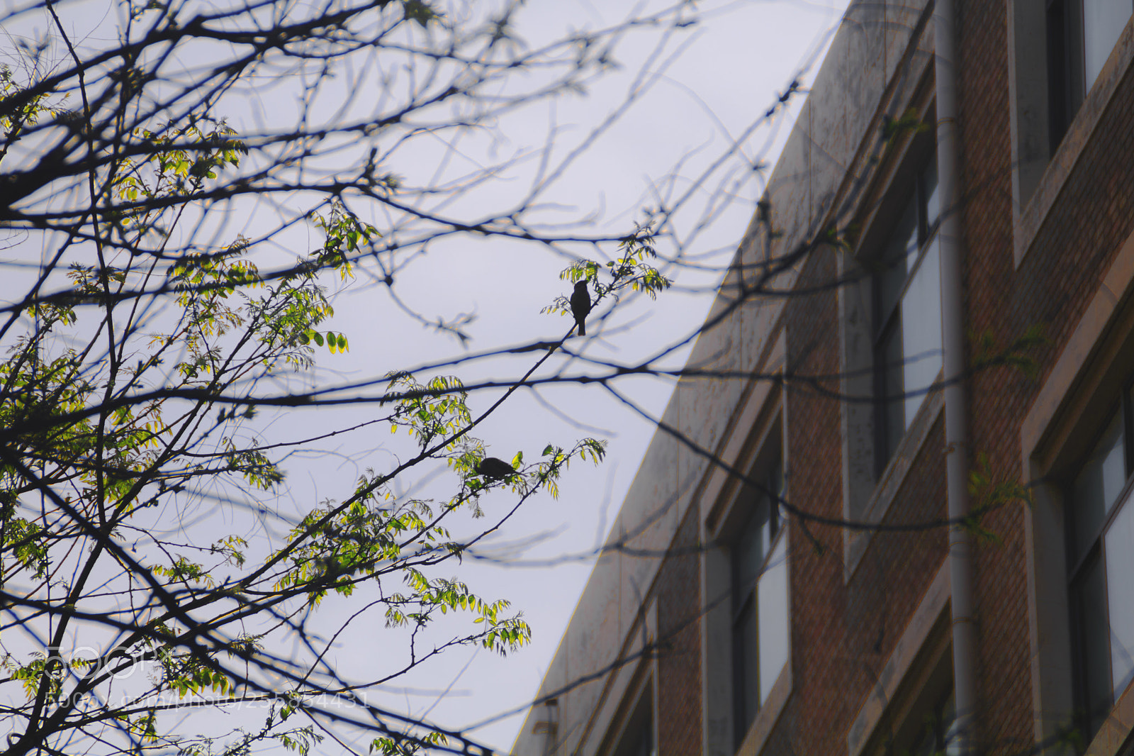 Canon EOS 750D (EOS Rebel T6i / EOS Kiss X8i) sample photo. 枝头小鸟 photography
