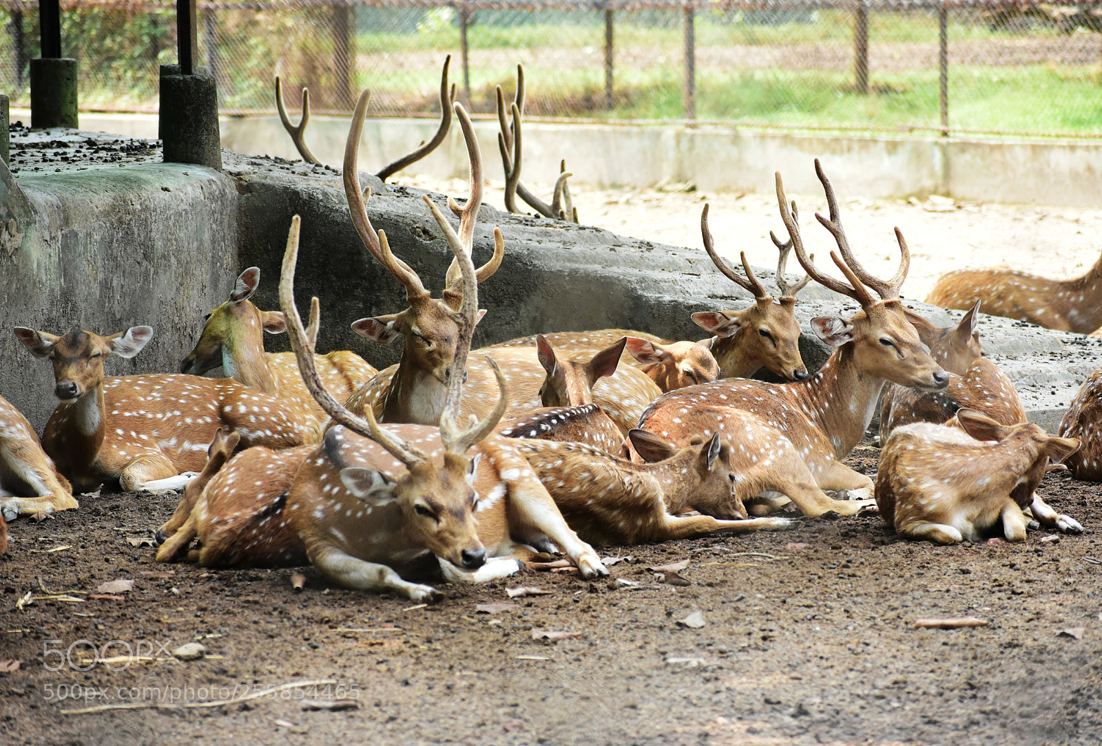 Nikon D3400 sample photo. Horns together photography