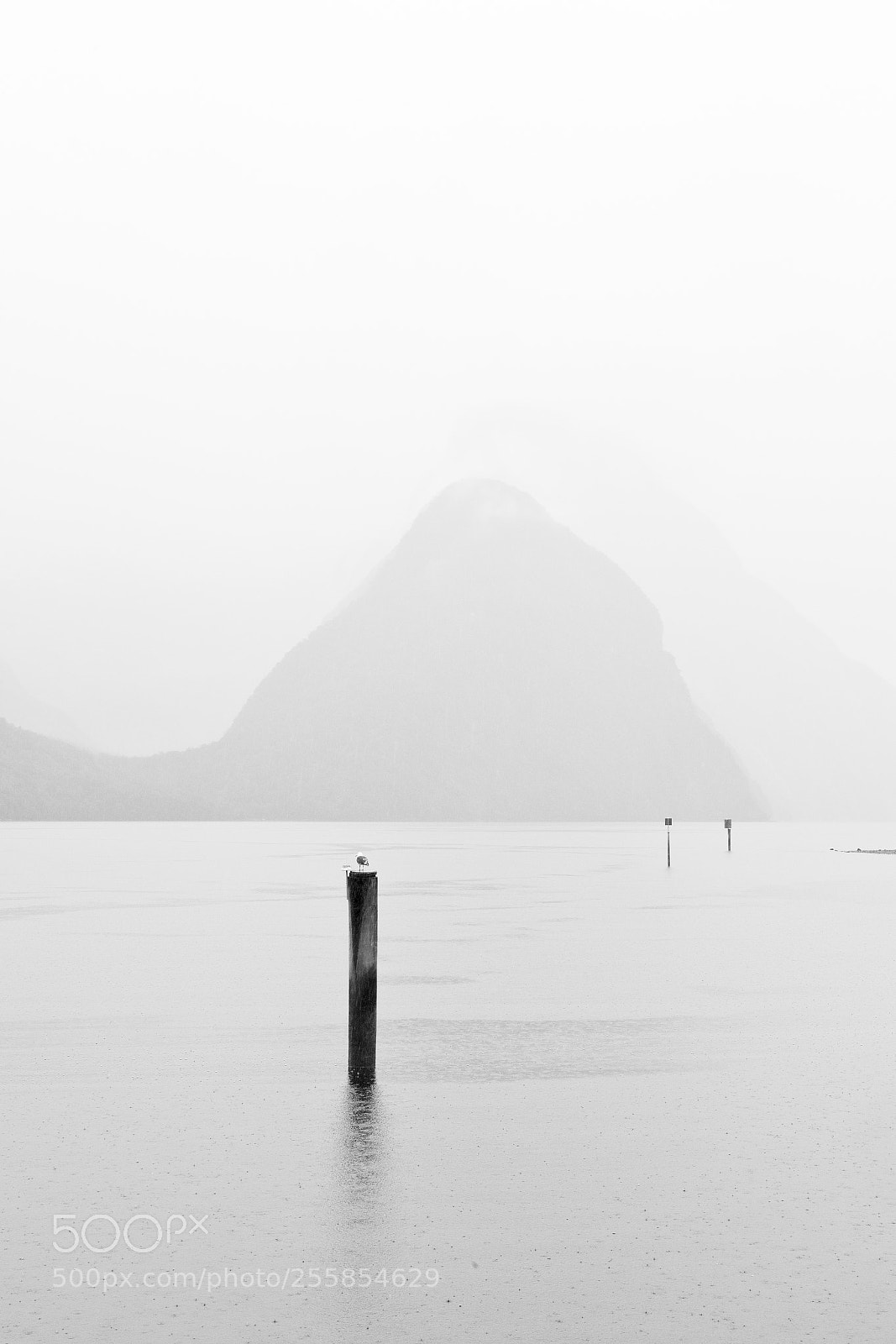Canon EOS-1D X Mark II sample photo. A quiet morning photography