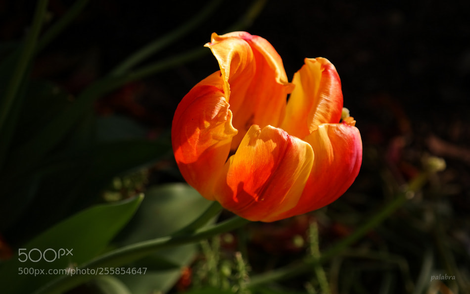 Samsung NX300 sample photo. ... photography