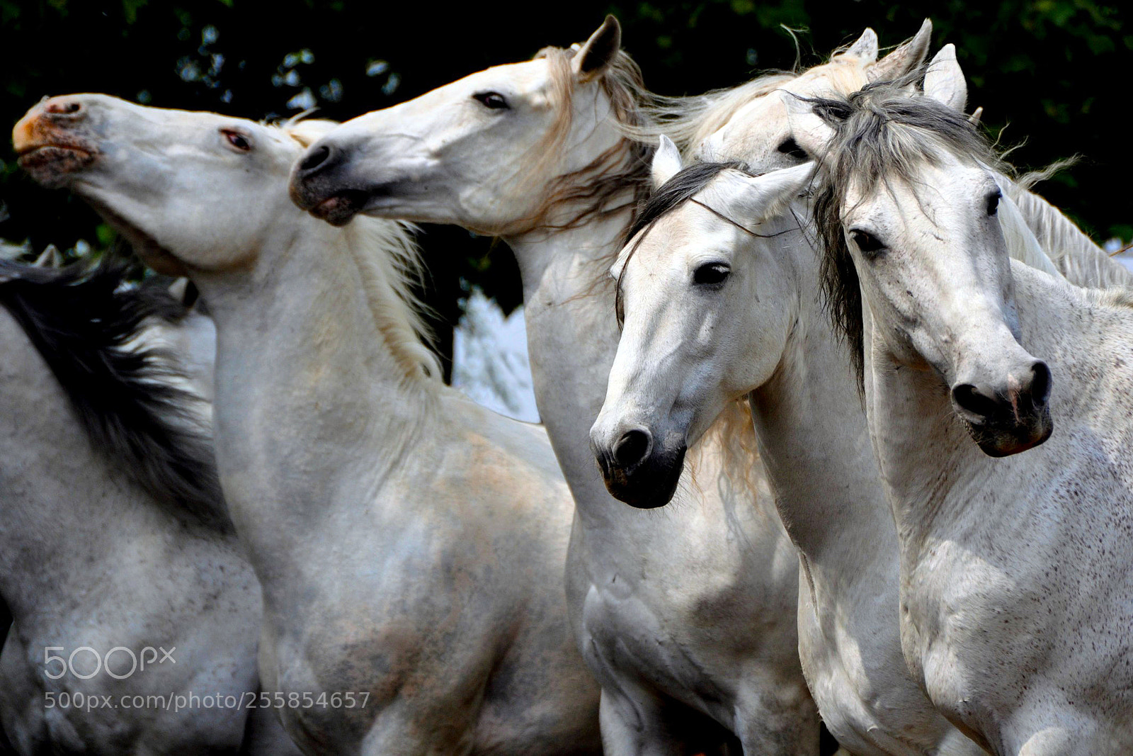 Nikon D90 sample photo. Horses photography