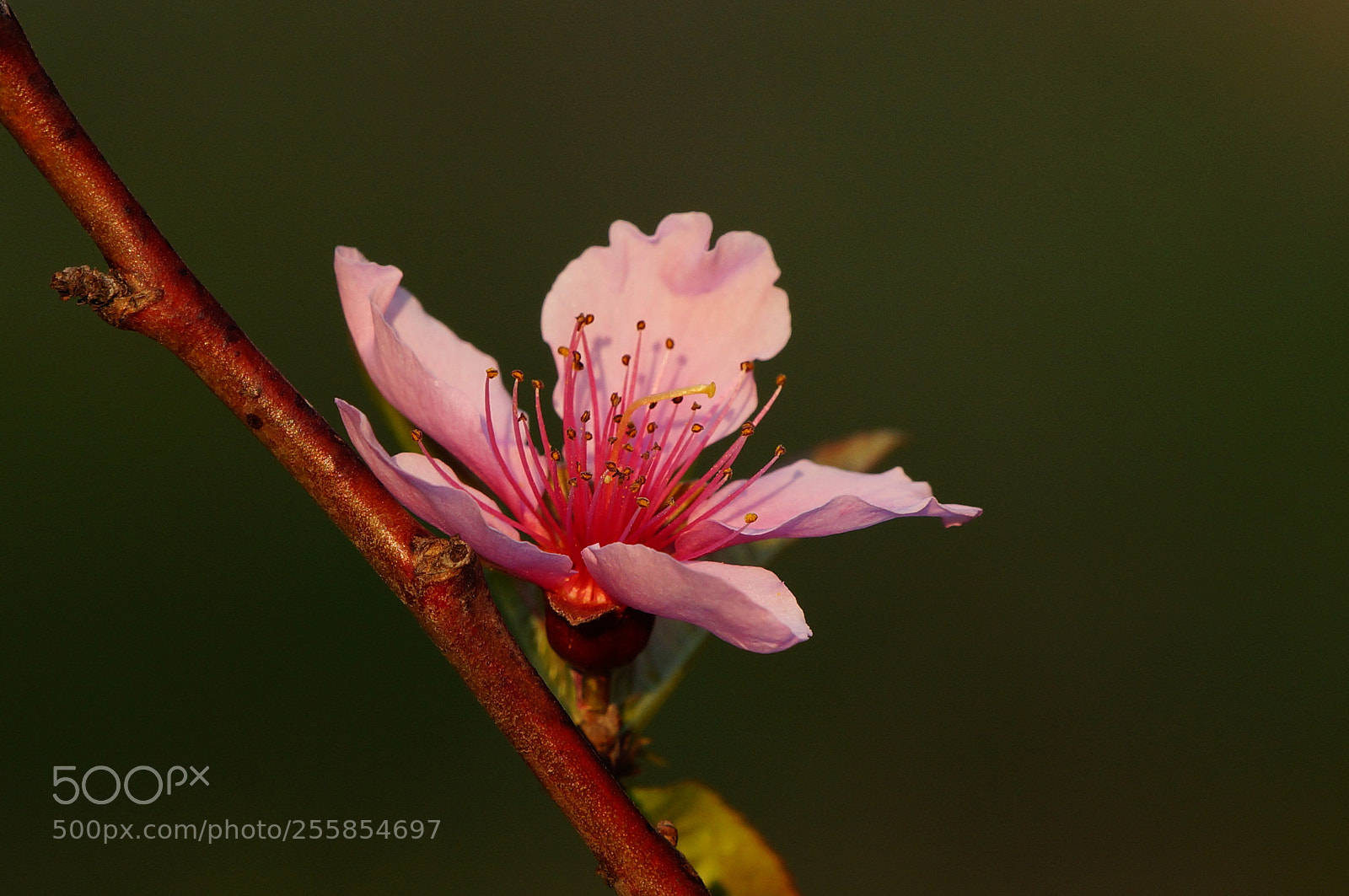 Sony SLT-A57 sample photo. Prunus persica photography