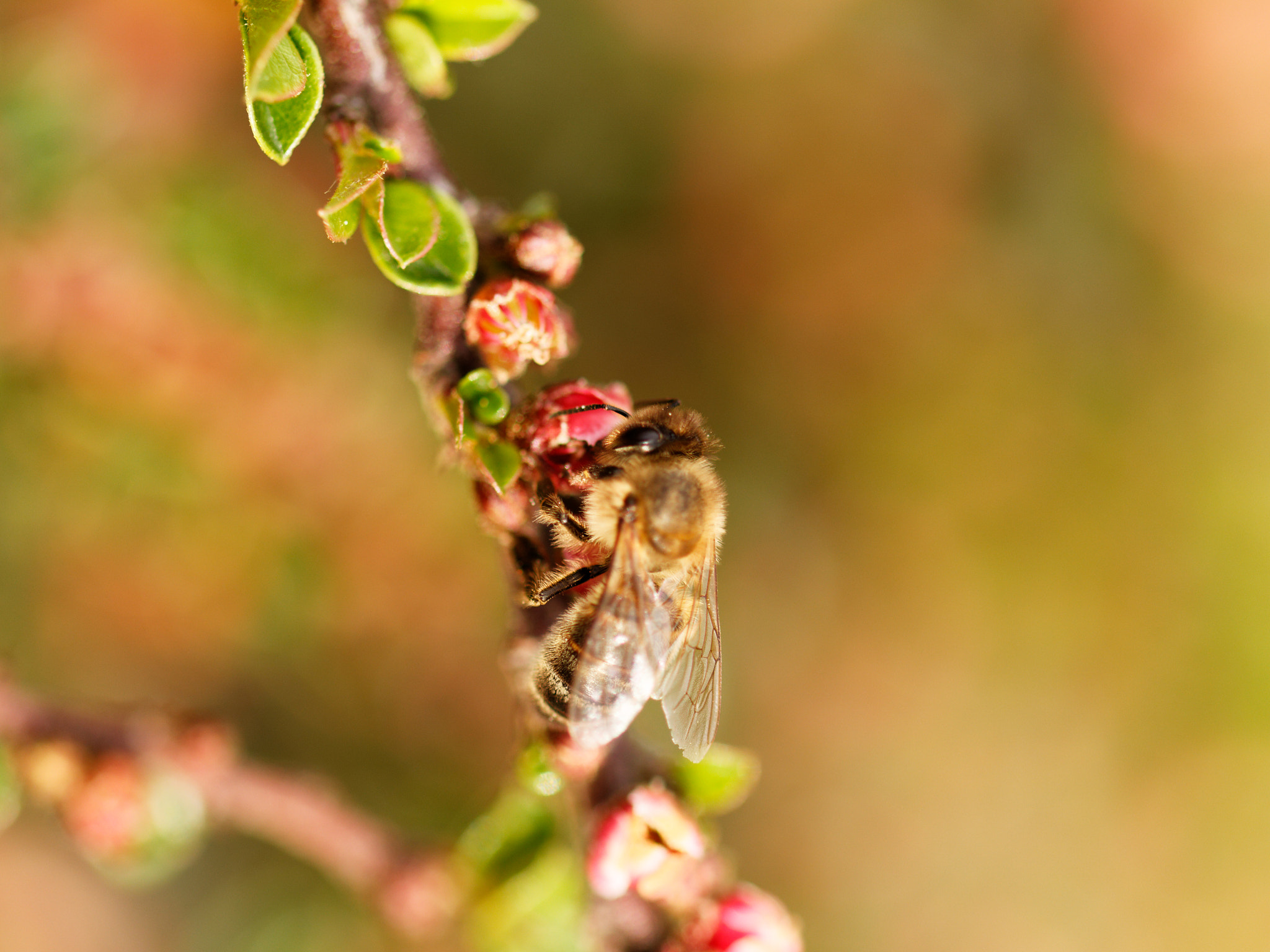 Canon EOS 700D (EOS Rebel T5i / EOS Kiss X7i) + Sigma 105mm F2.8 EX DG OS HSM sample photo. Abeille pollinisant photography