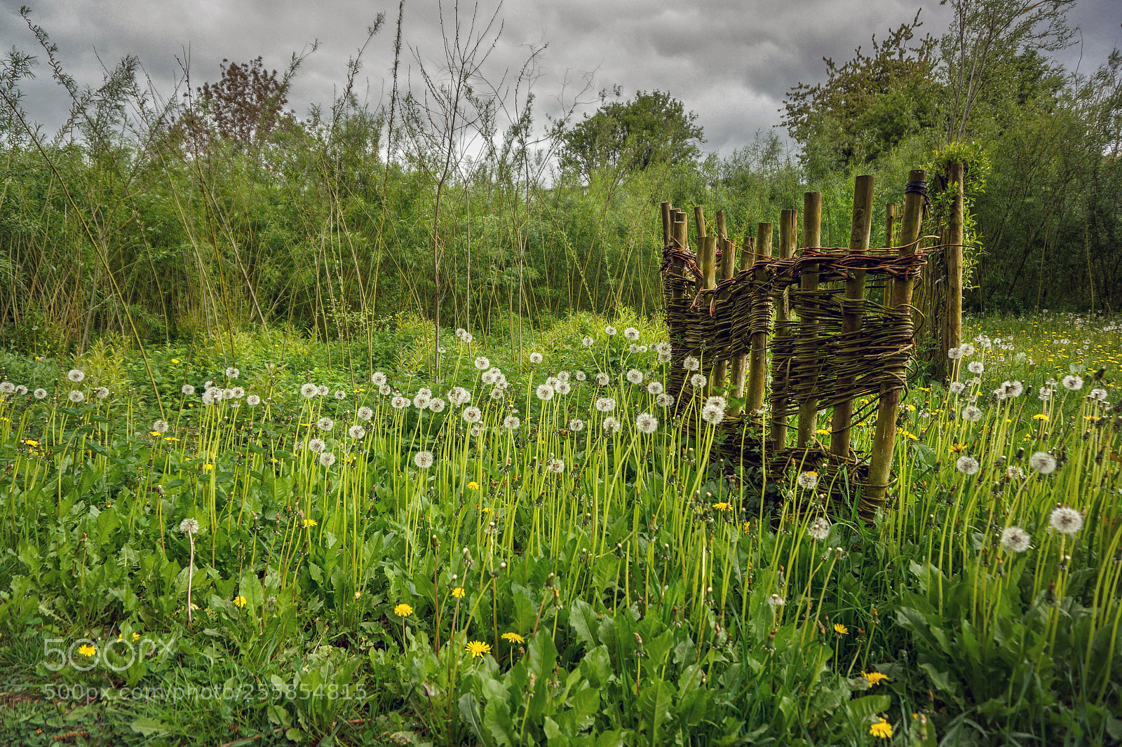 Sony Alpha NEX-7 sample photo. Dandelions photography