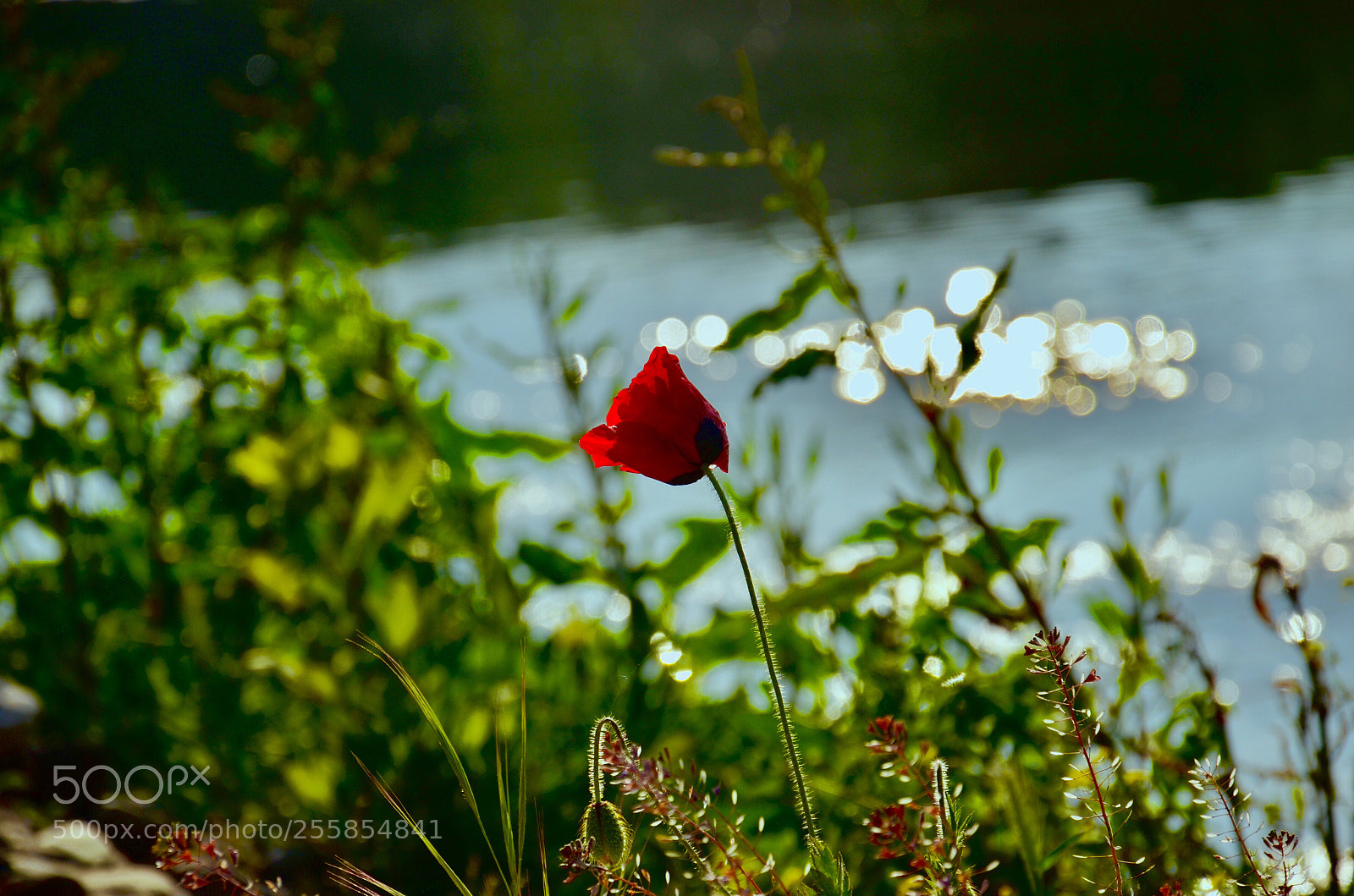 Nikon D5100 sample photo. Untitled photography