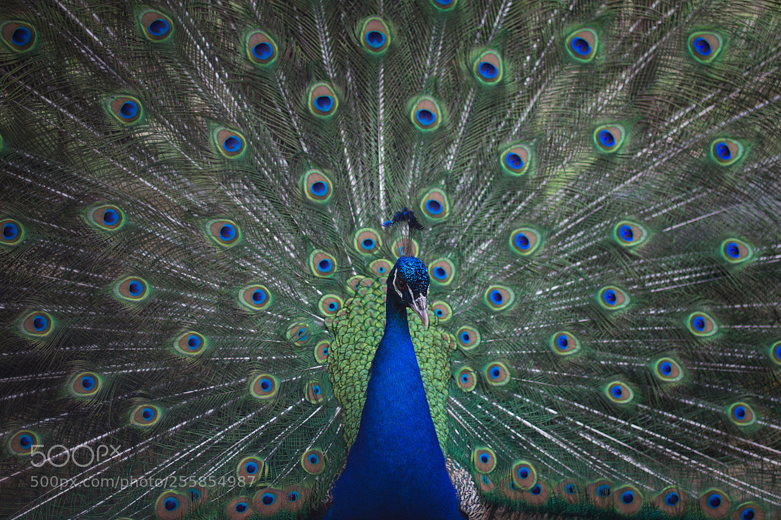 Canon EOS 1200D (EOS Rebel T5 / EOS Kiss X70 / EOS Hi) sample photo. Peacock photography