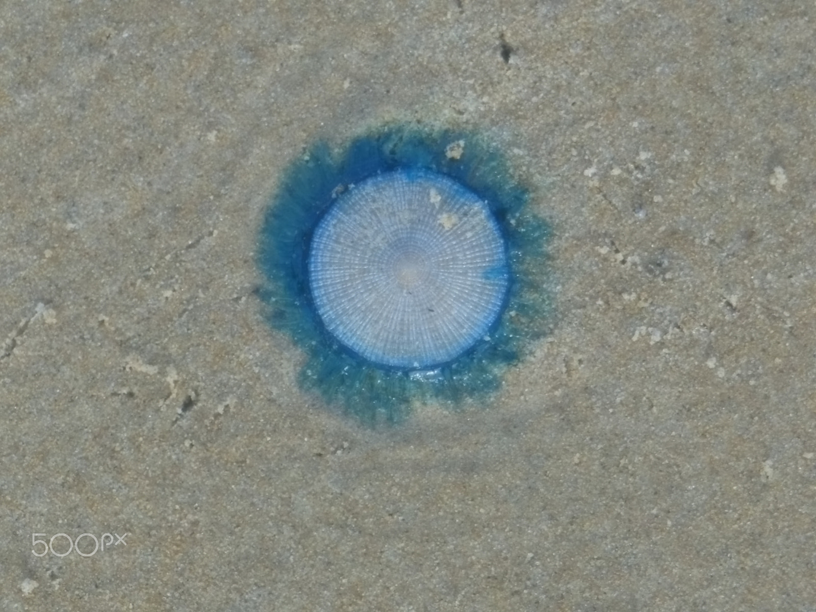 Nikon COOLPIX S9200 sample photo. Blue button jellyfish photography