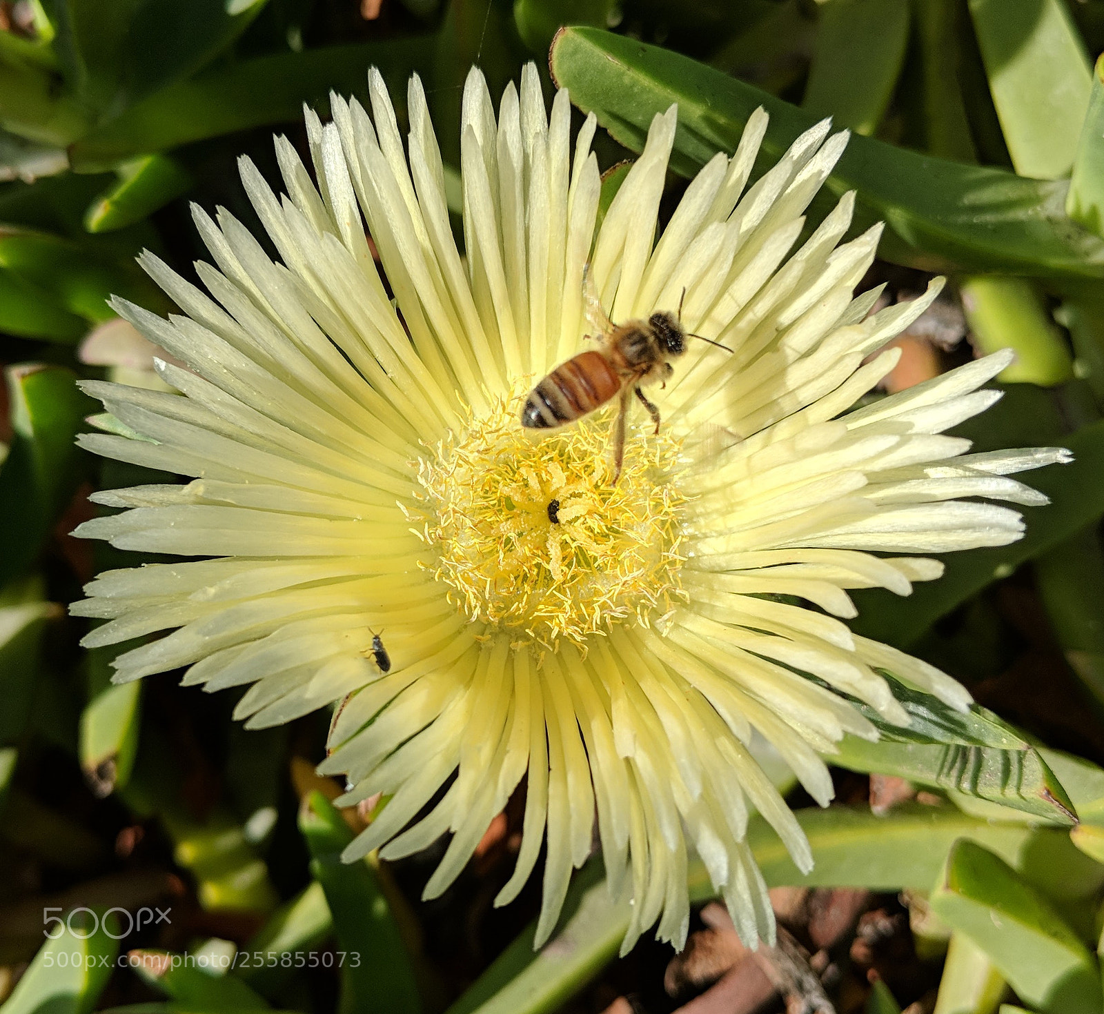 Google Pixel 2 XL sample photo. Untitled photography
