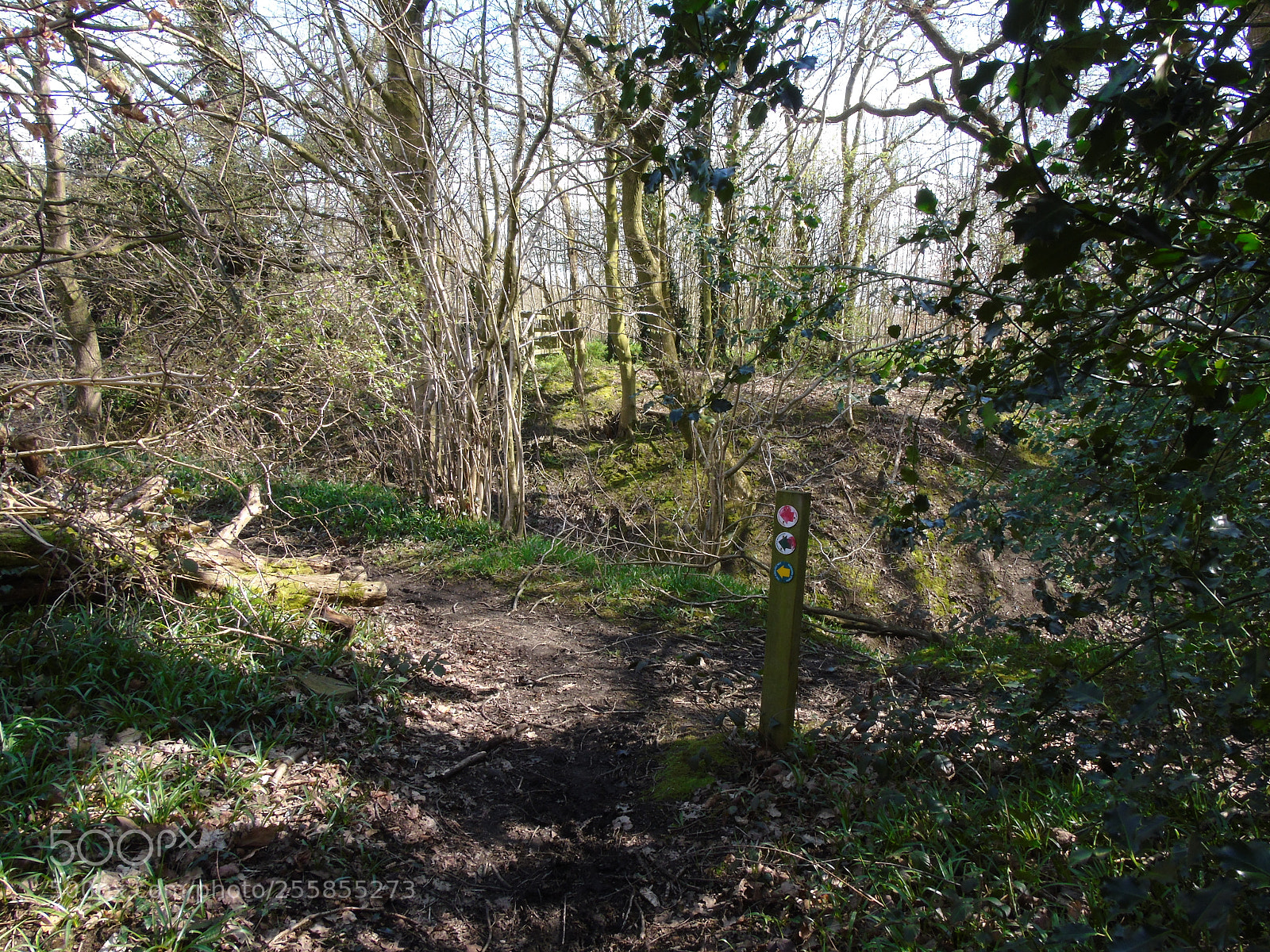 Sony Cyber-shot DSC-H400 sample photo. Woodland path marker in photography