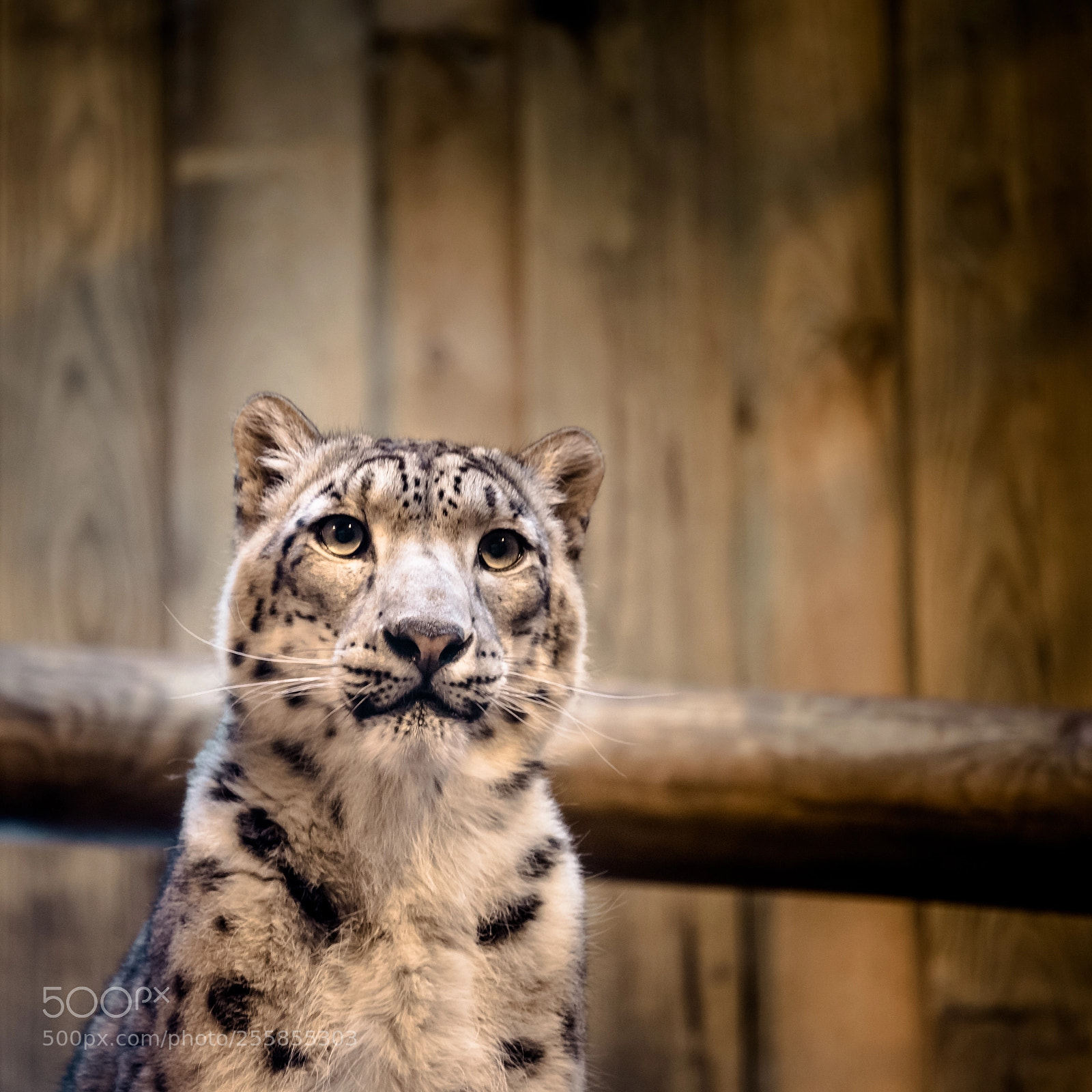Canon EOS 6D sample photo. Snow leopard photography