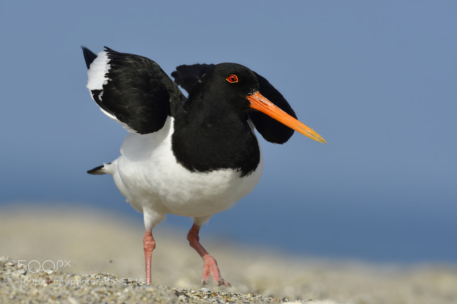 Nikon D500 sample photo. Oystercatchers, austernfischer photography