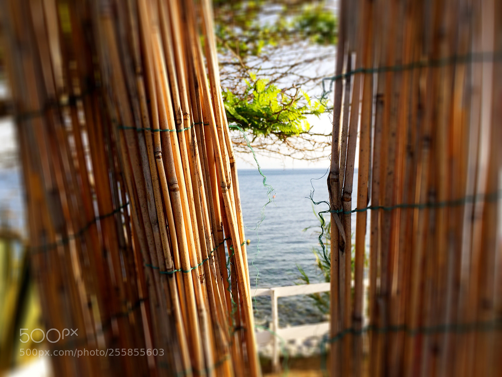 Apple iPhone 6 sample photo. Untitled photography