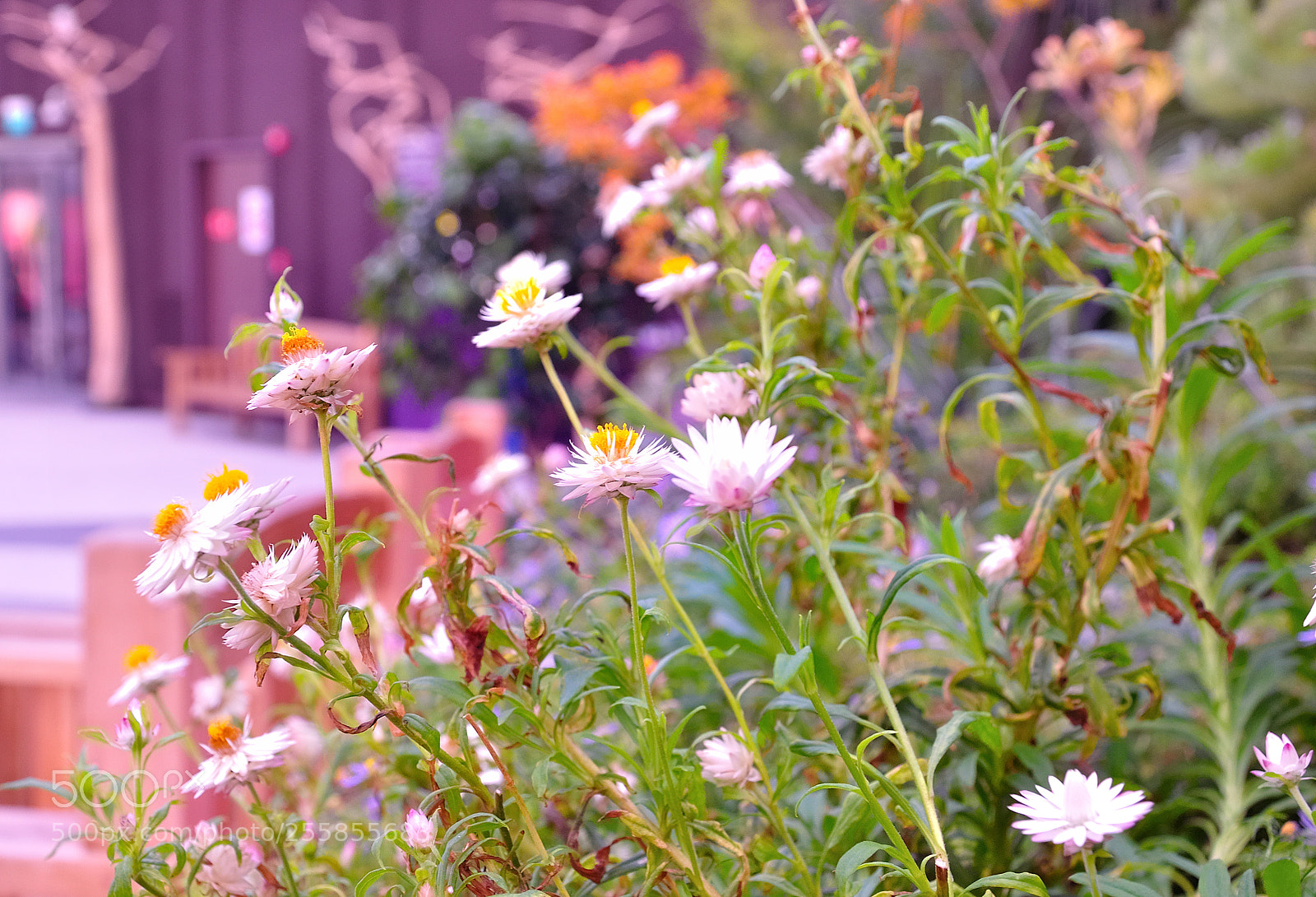 Nikon D90 sample photo. Garden flowers photography