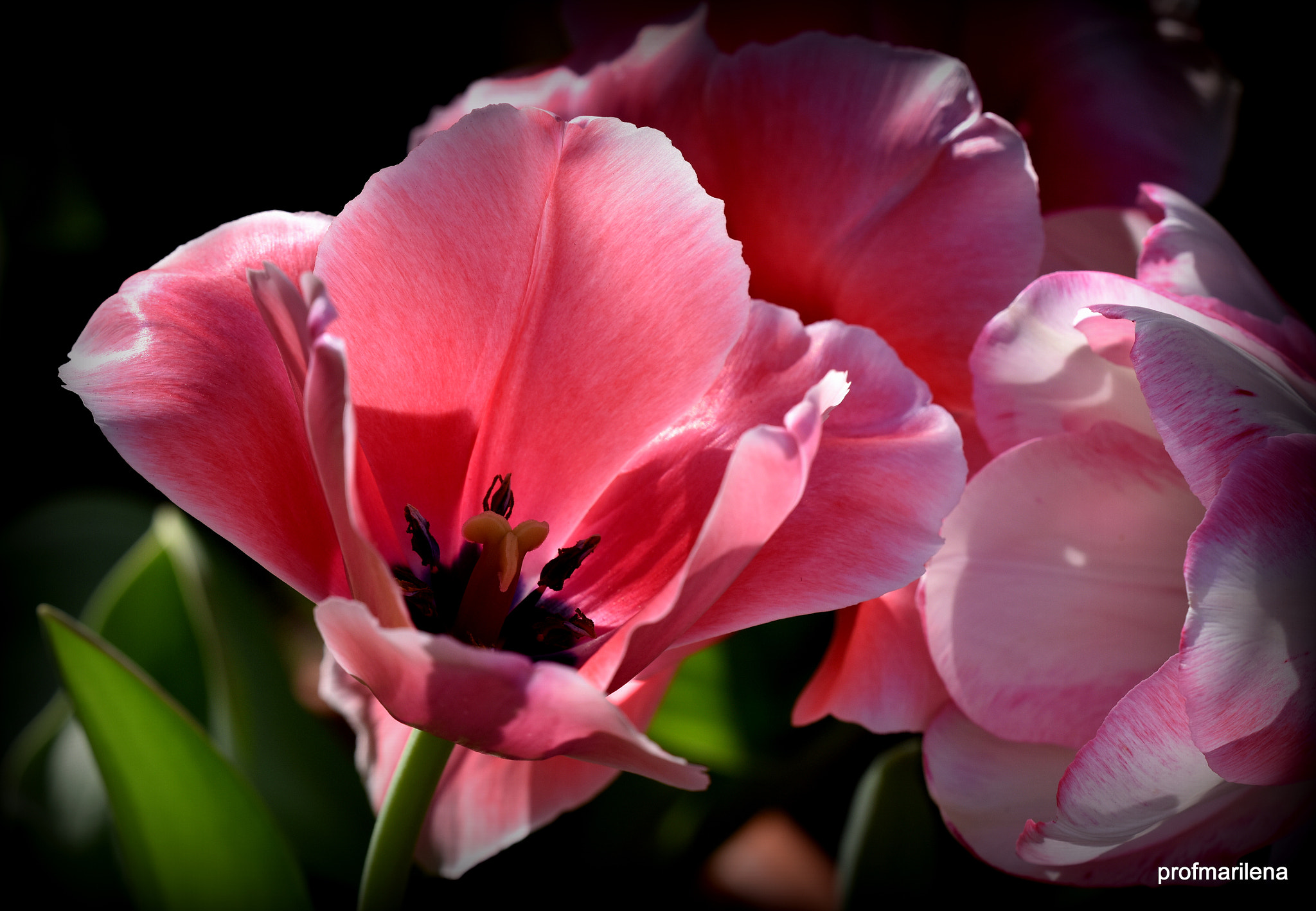 Nikon D810 + Sigma 150mm F2.8 EX DG OS Macro HSM sample photo. My pink tulips in the afternoon light photography