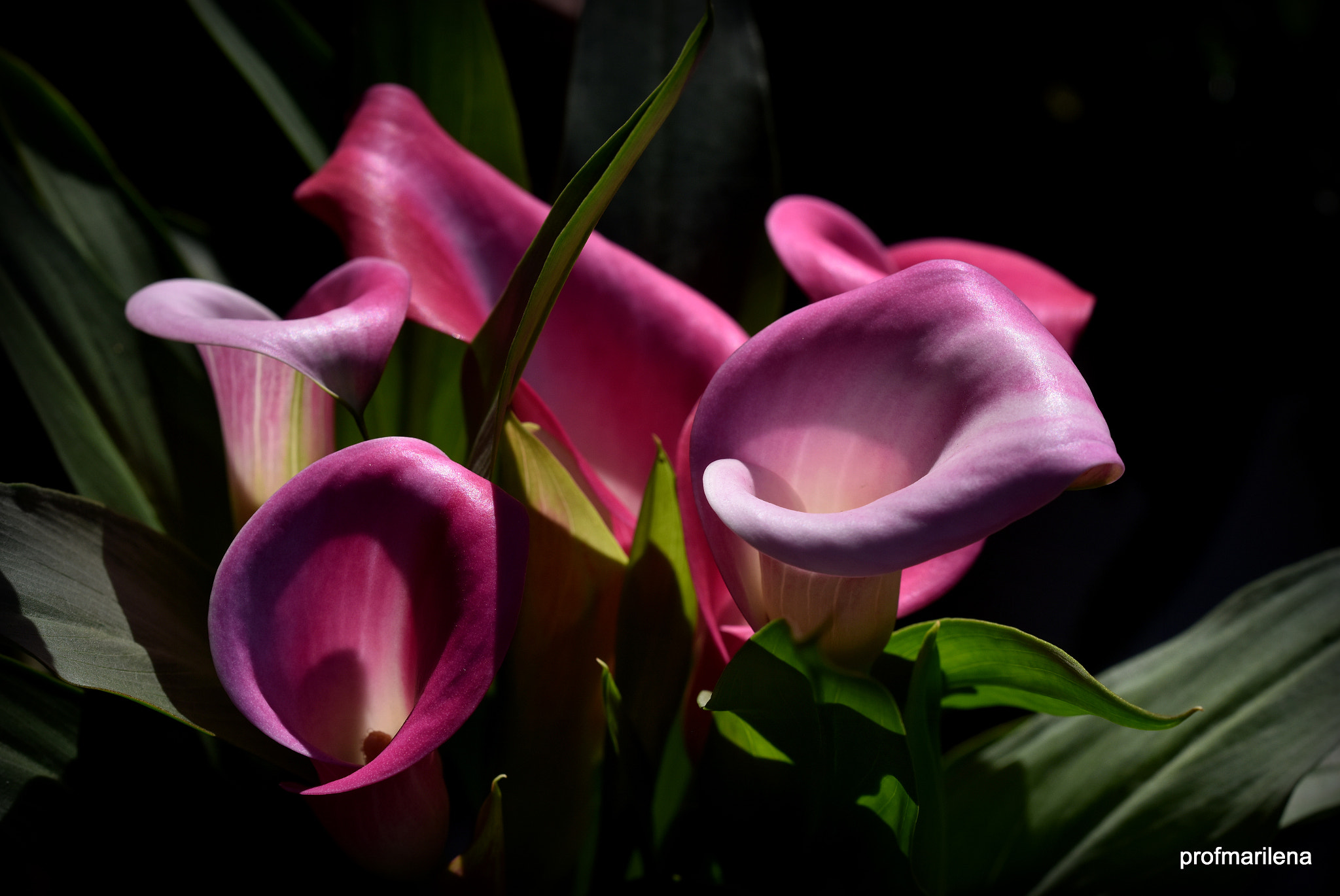Sigma 150mm F2.8 EX DG OS Macro HSM sample photo. Colors curves and light photography