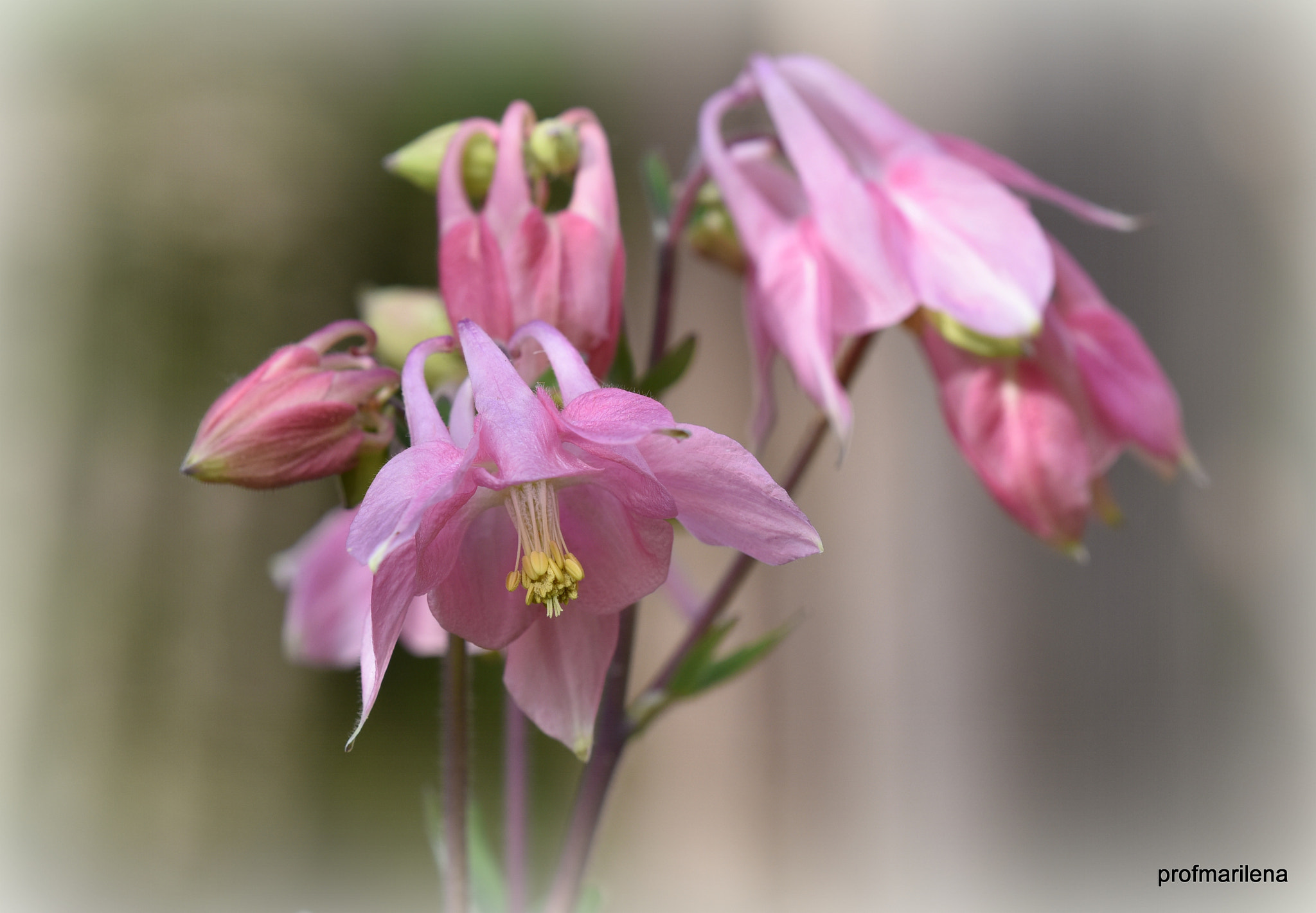 Sigma 150mm F2.8 EX DG OS Macro HSM sample photo. My aquilegias in the morning light photography