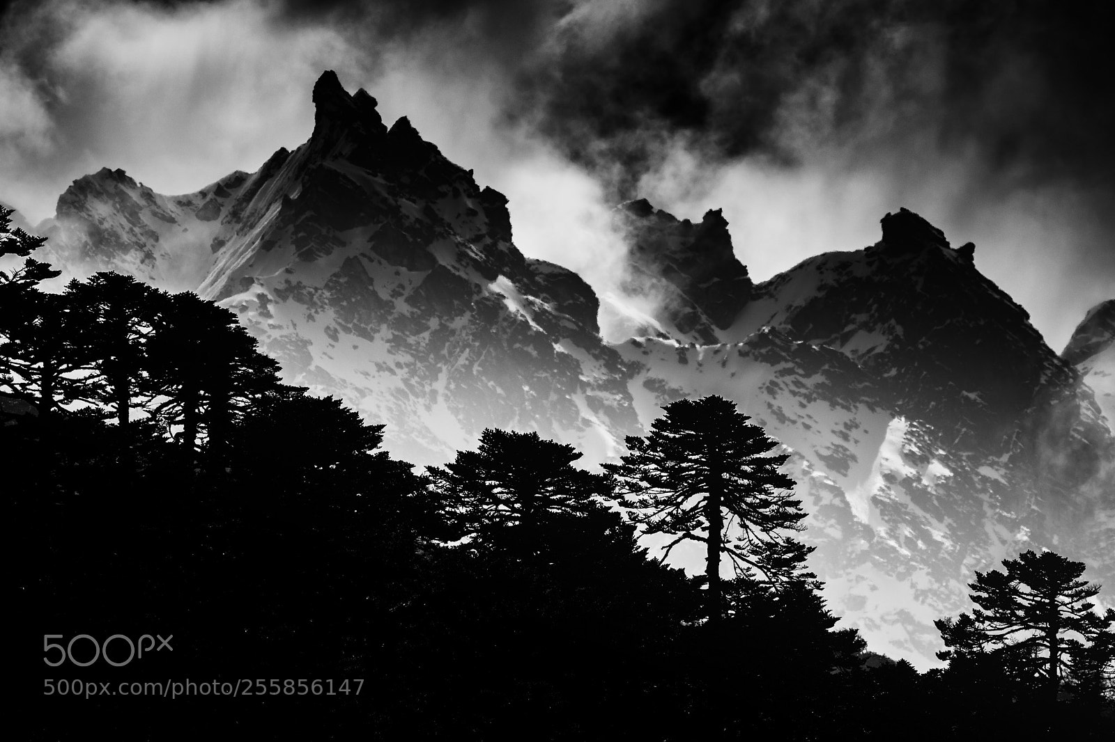 Nikon D7200 sample photo. Sikkim india photography