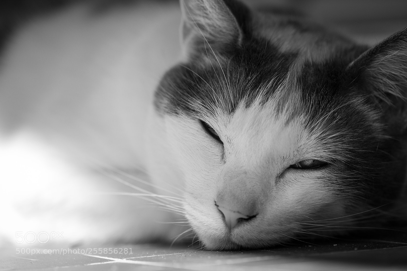 Canon EOS 600D (Rebel EOS T3i / EOS Kiss X5) sample photo. Petite sieste entre ombre photography