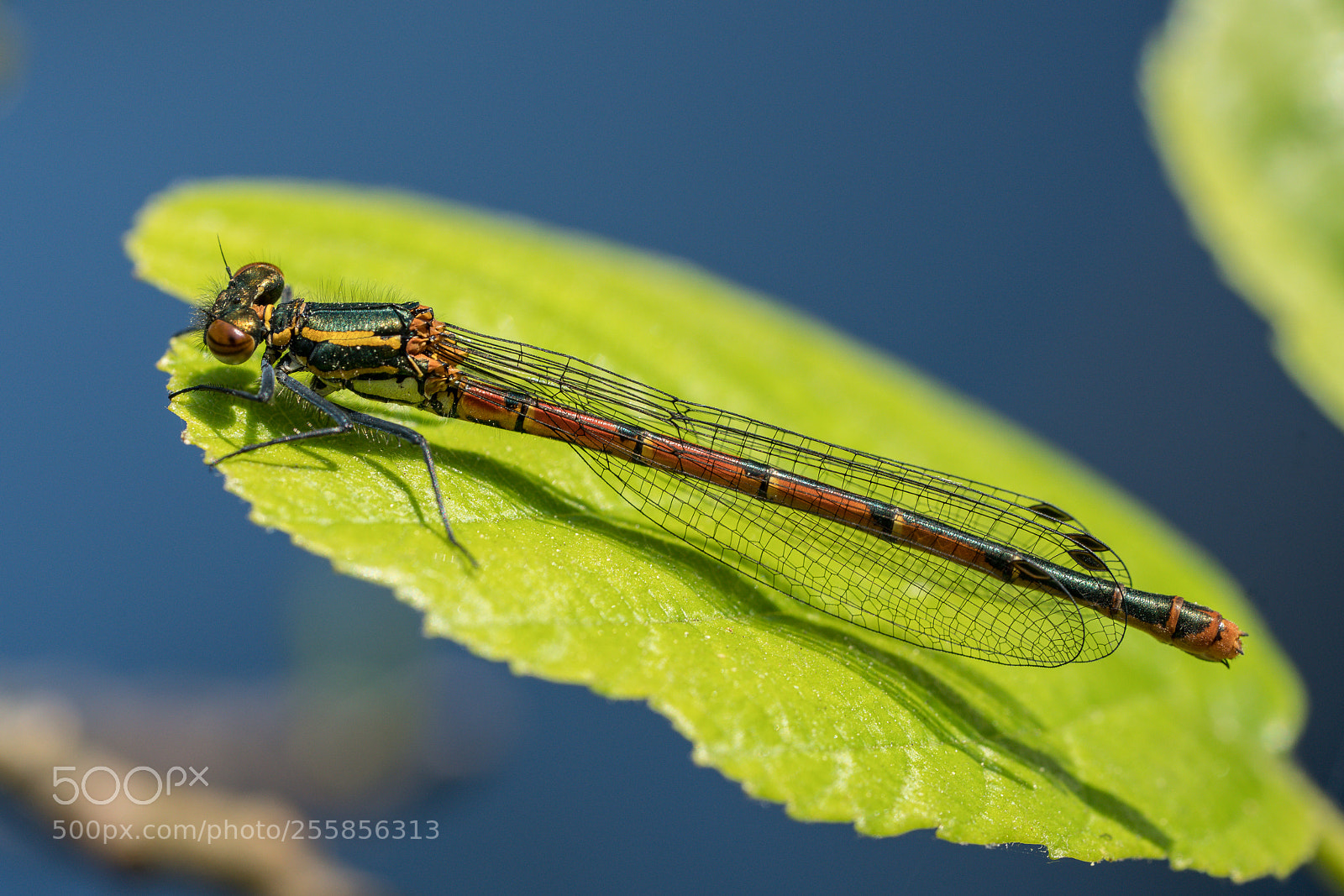 Sony a7R II sample photo. Frühe adonislibelle photography