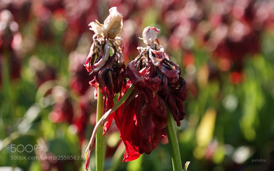 Samsung NX300 sample photo. A love story photography