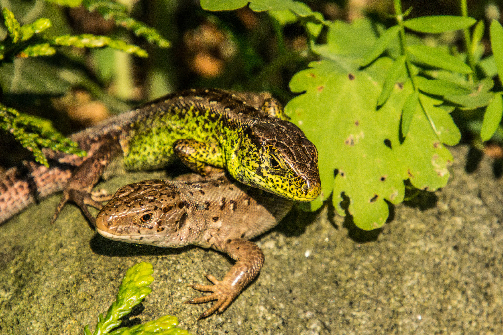 Nikon 1 J3 sample photo. Lizards 30.4.2018 photography